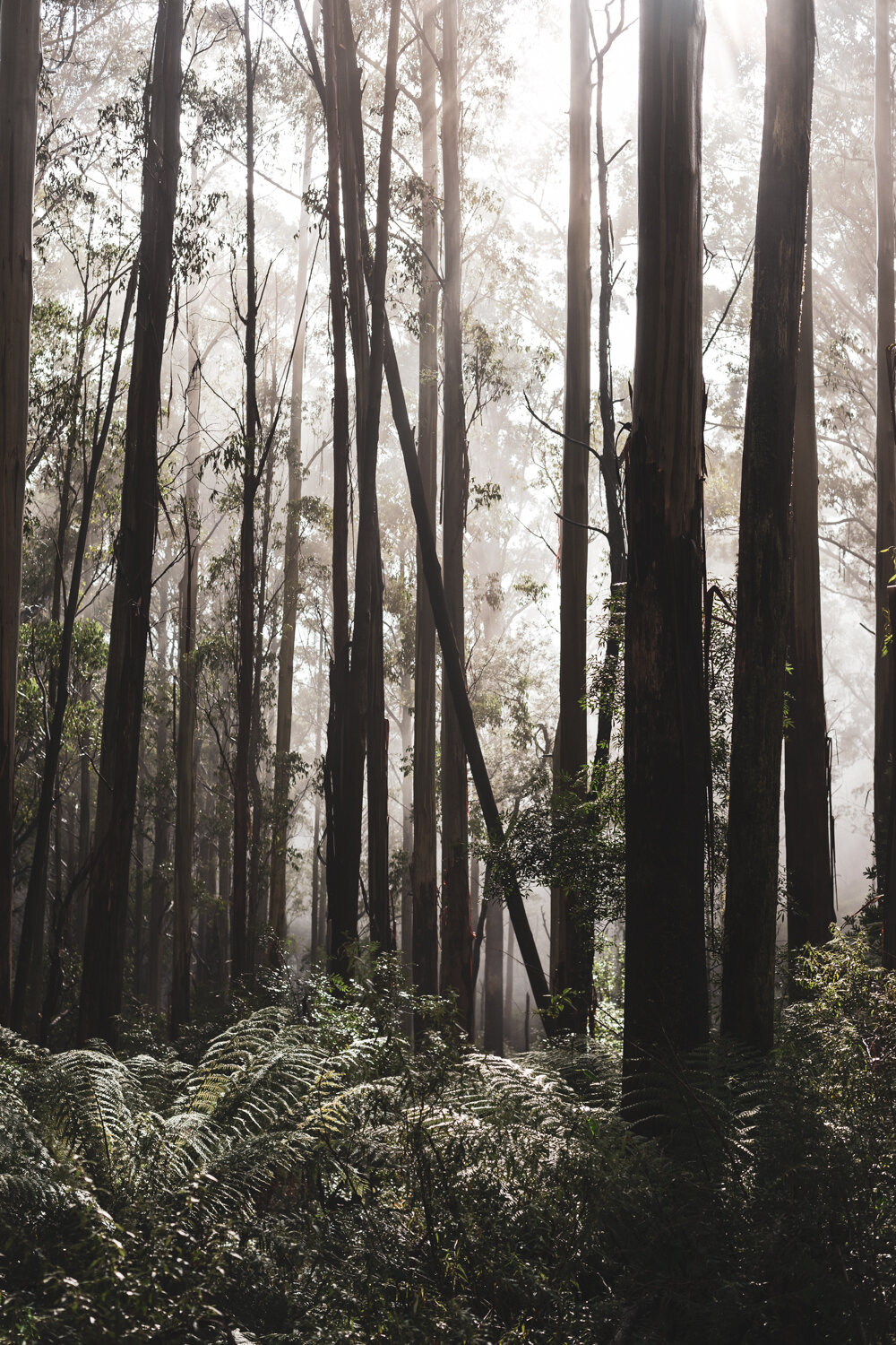 Warburton Rainforest-40.jpg