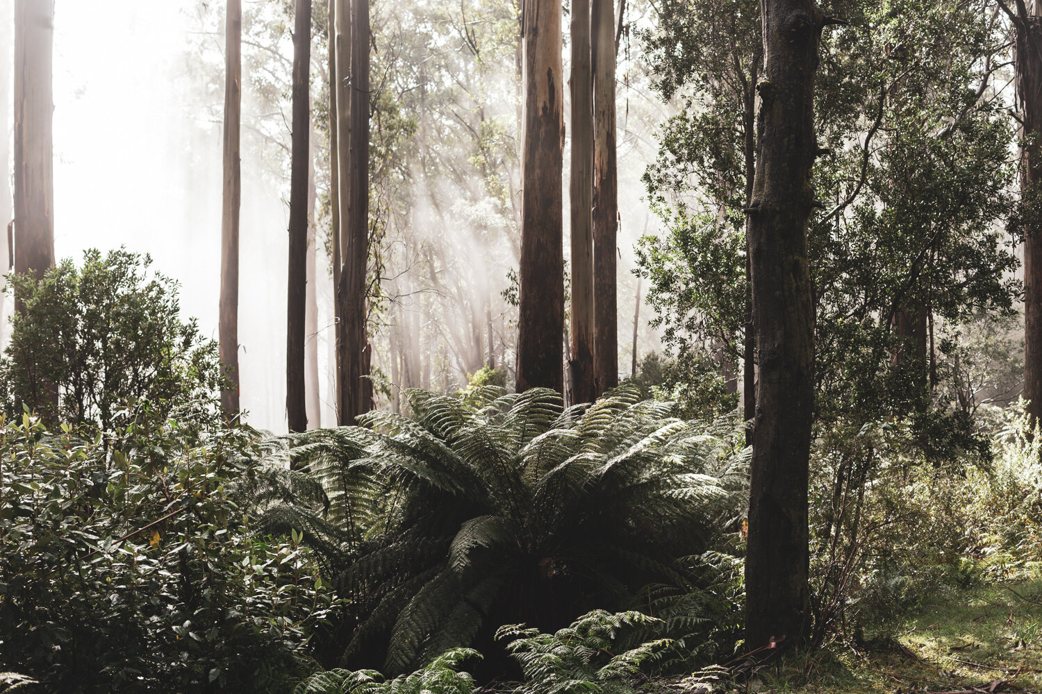 Warburton Rainforest-46.jpg