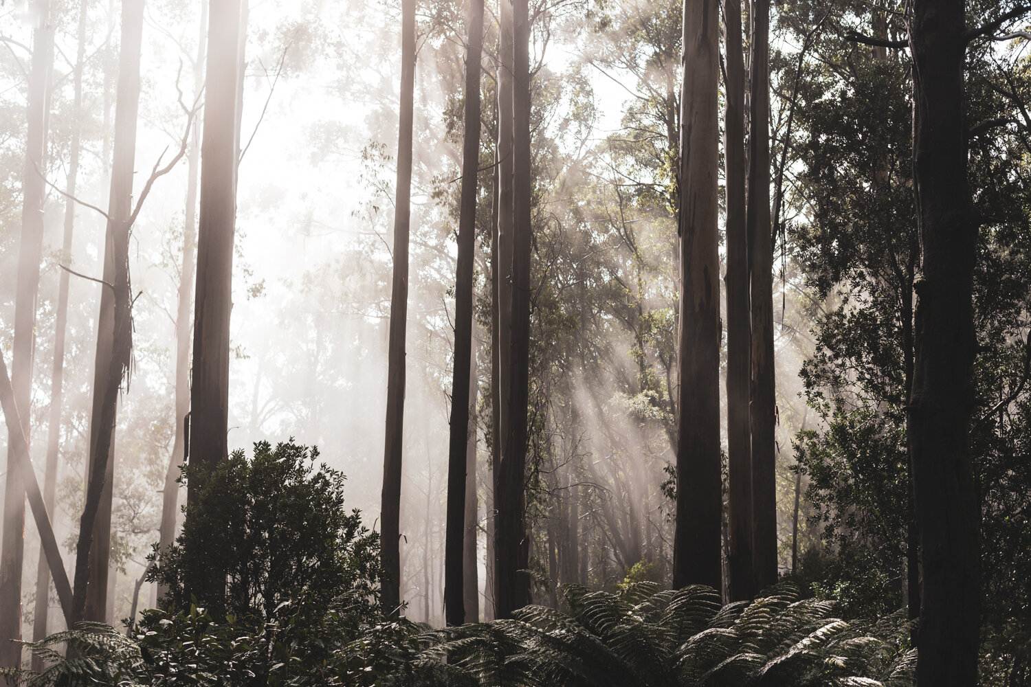 Warburton Rainforest-47.jpg