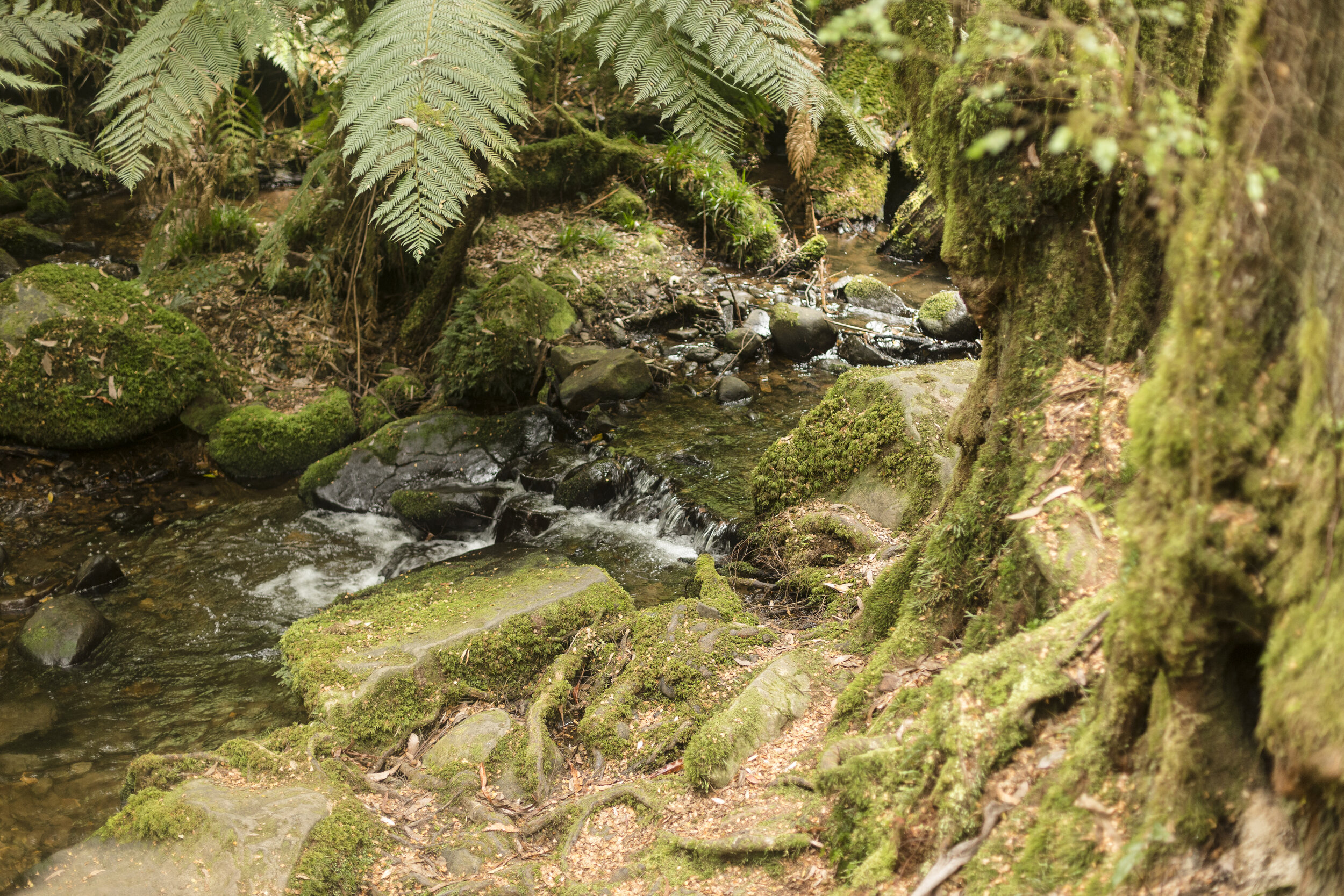 Warburton Rainforest-19.jpg