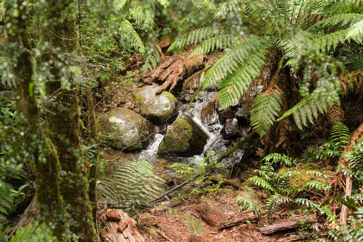 Warburton Rainforest-9.JPG