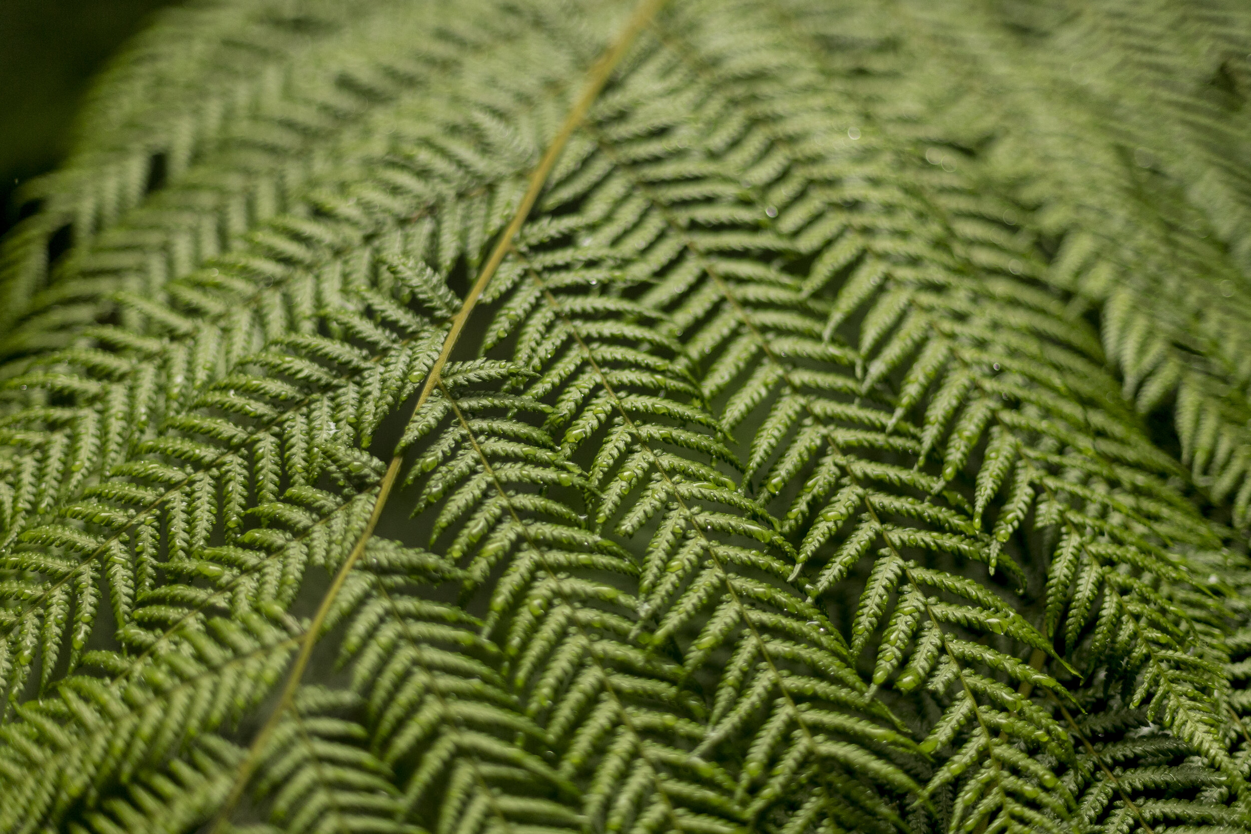 Warburton Rainforest-24.jpg