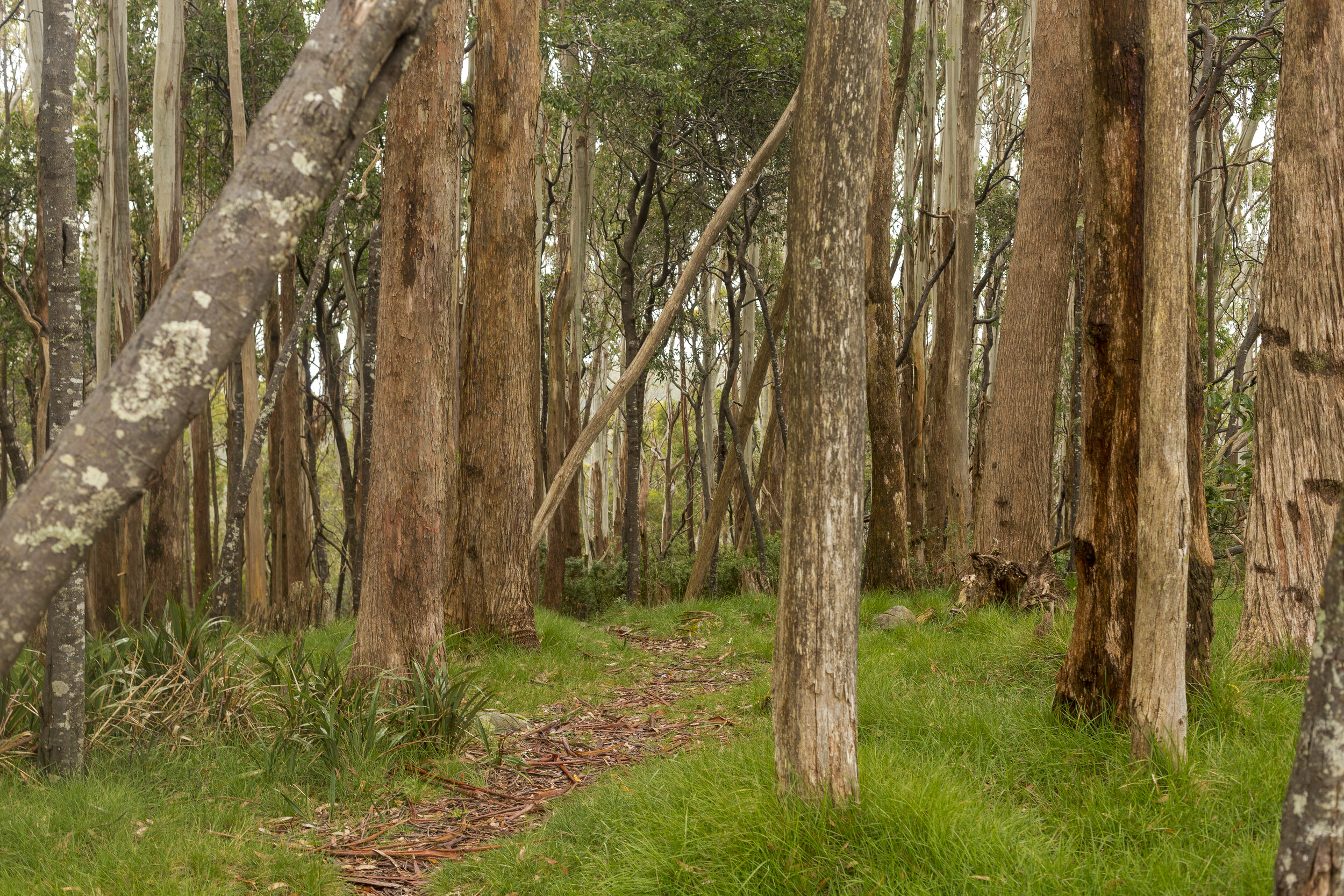 Warburton Rainforest-35.jpg