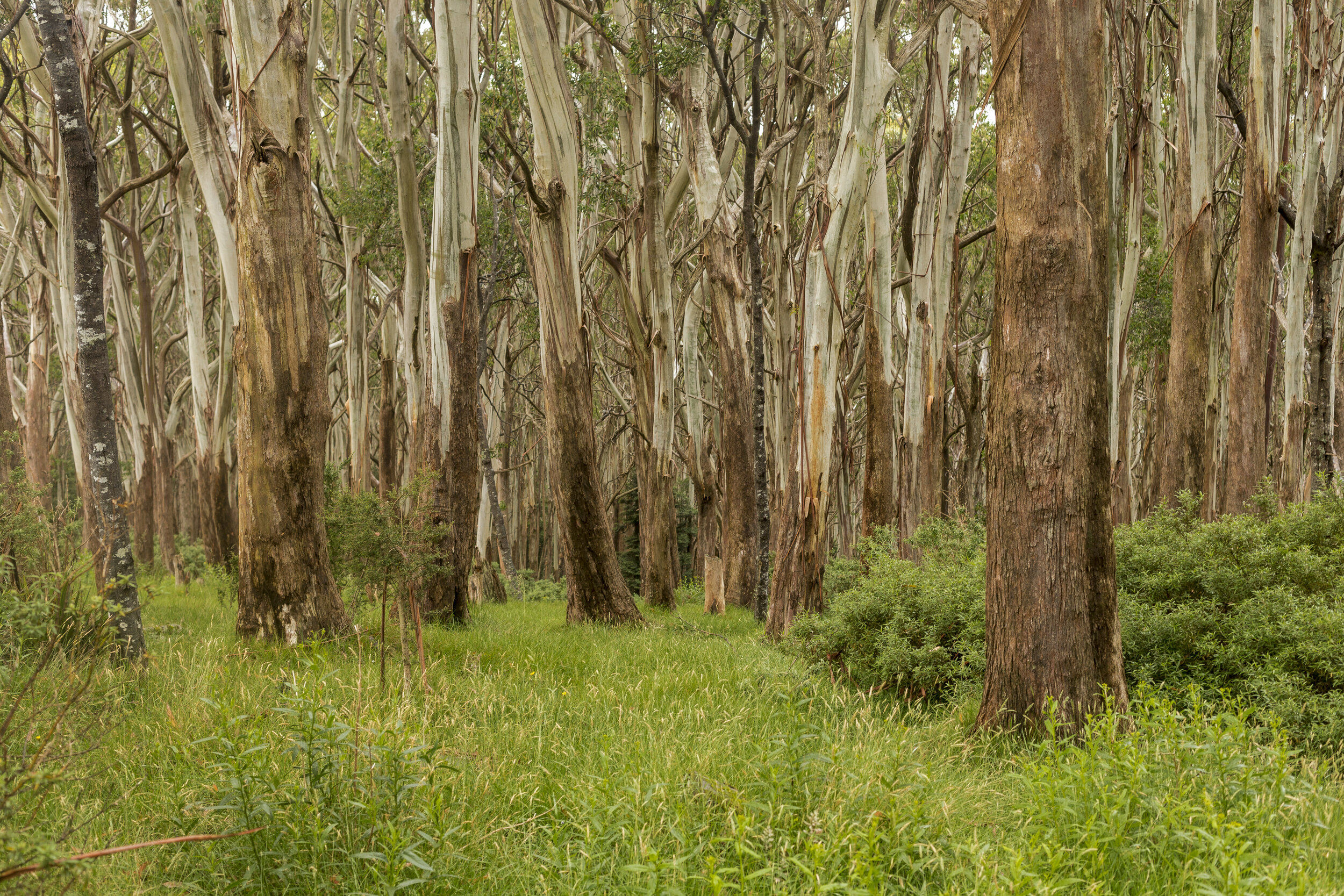 Warburton Rainforest-36.jpg