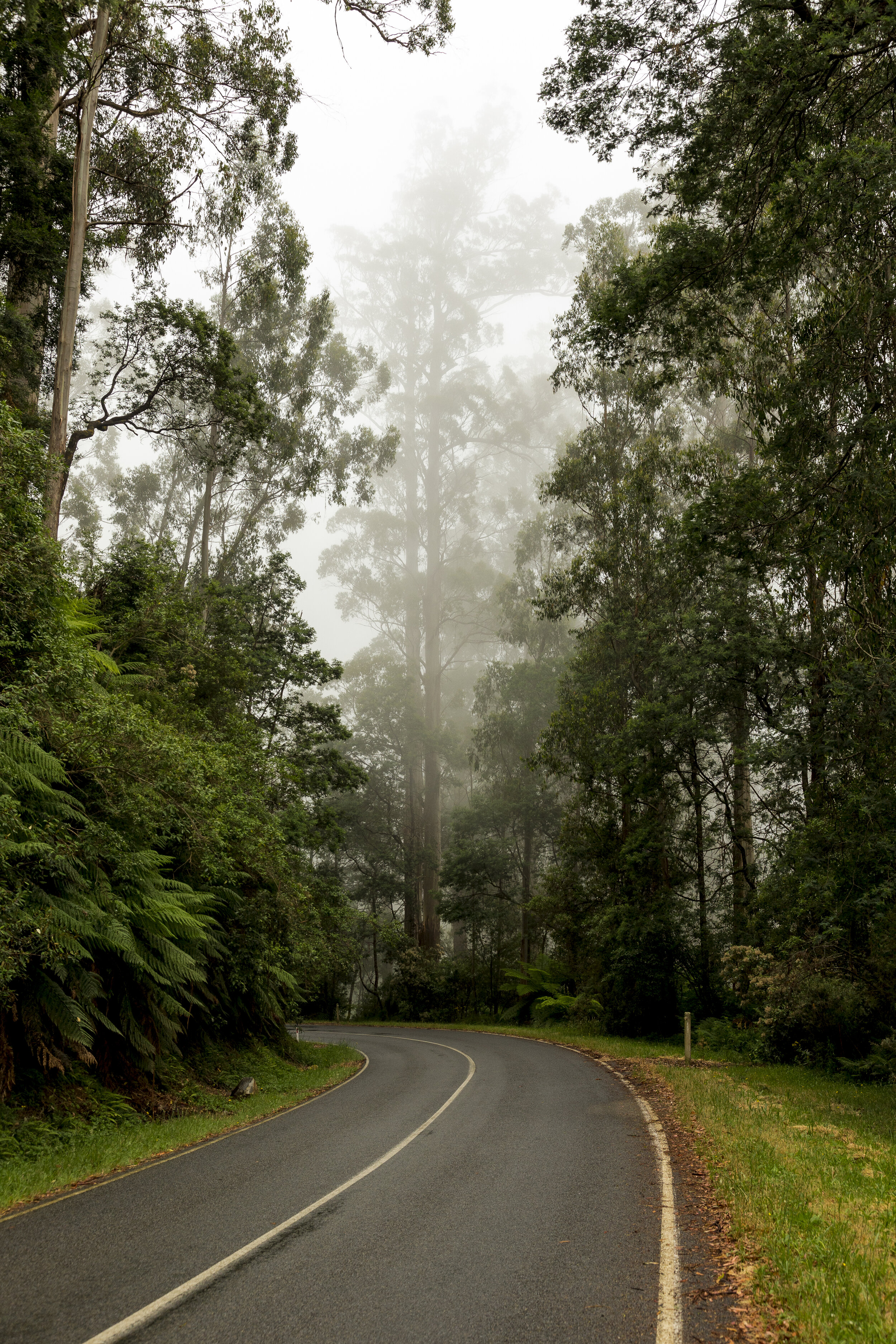 Warburton Rainforest-41.jpg