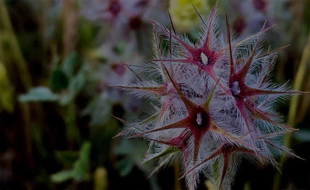 fond inspiration.jpg