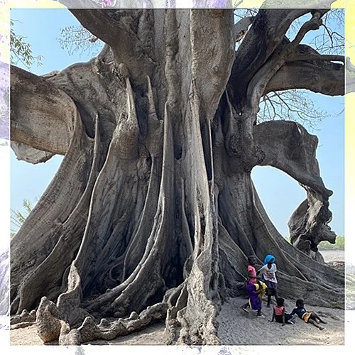 Arbre monde rassemblement