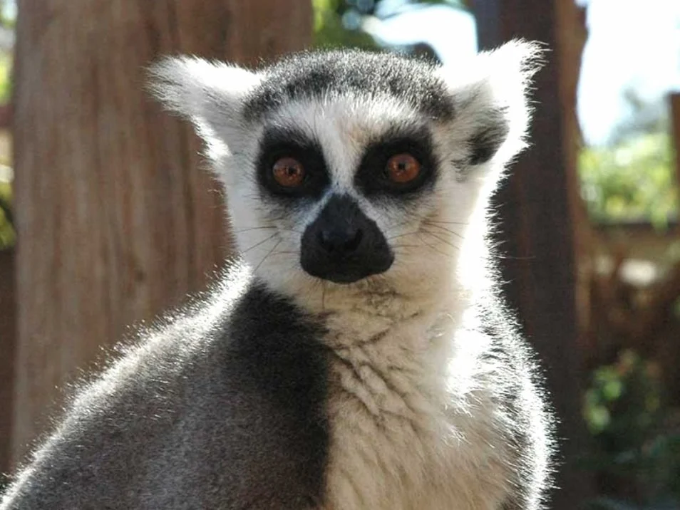 lemur.jpeg