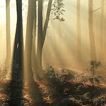 What’s an STE…. and is it catching?