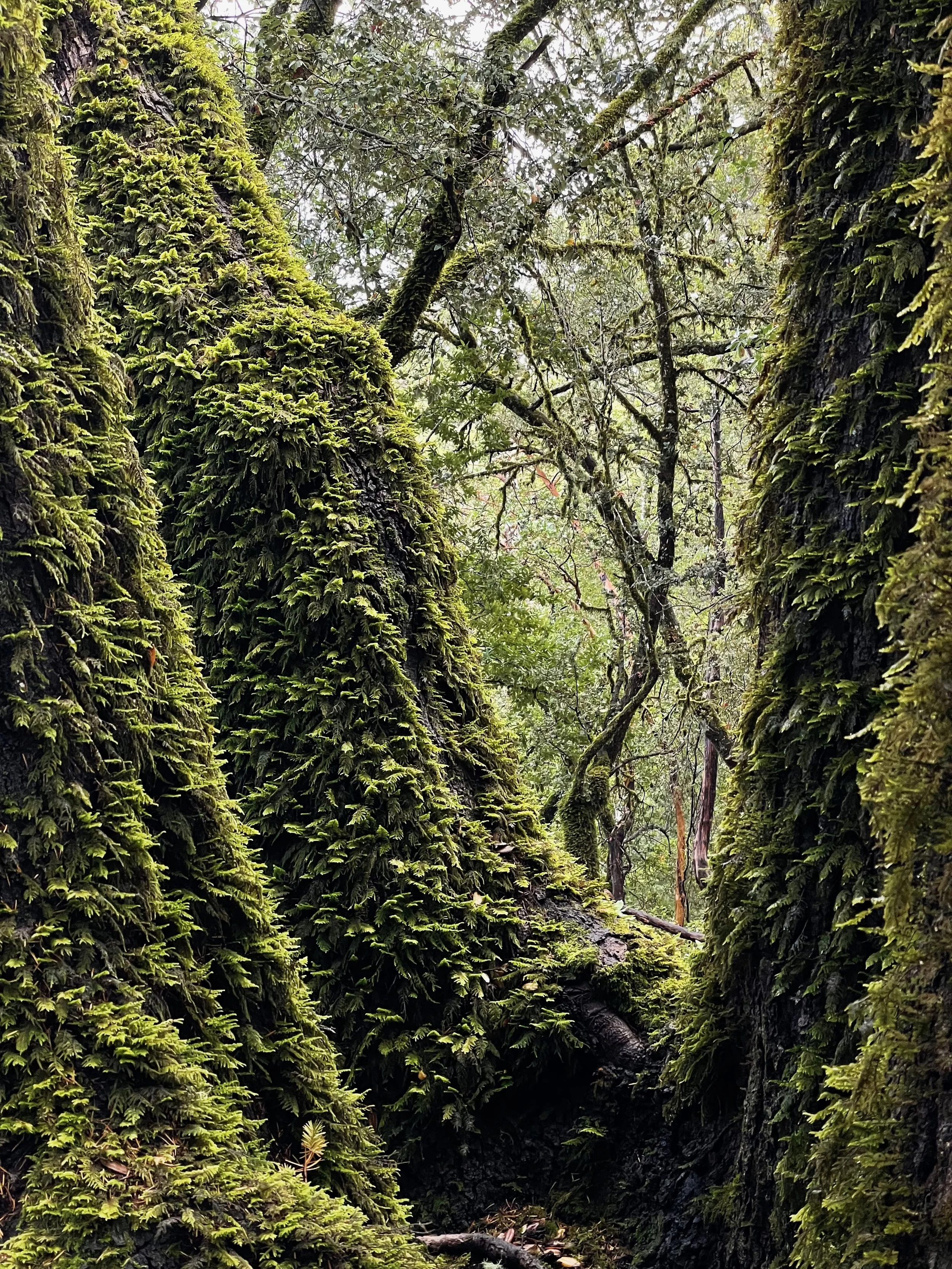 Shinrin Yoku — Forest Bathing led by Elisa Atwill