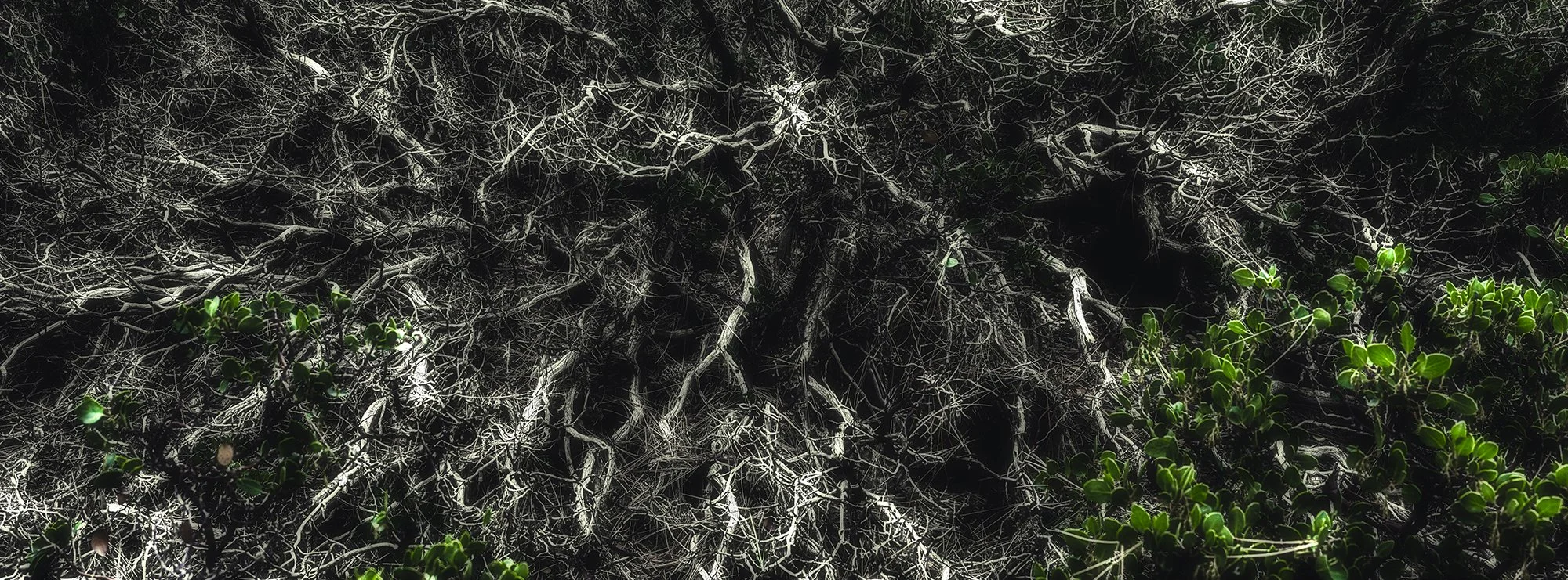 Manzanita 25135NWHX2DC_2.7x1