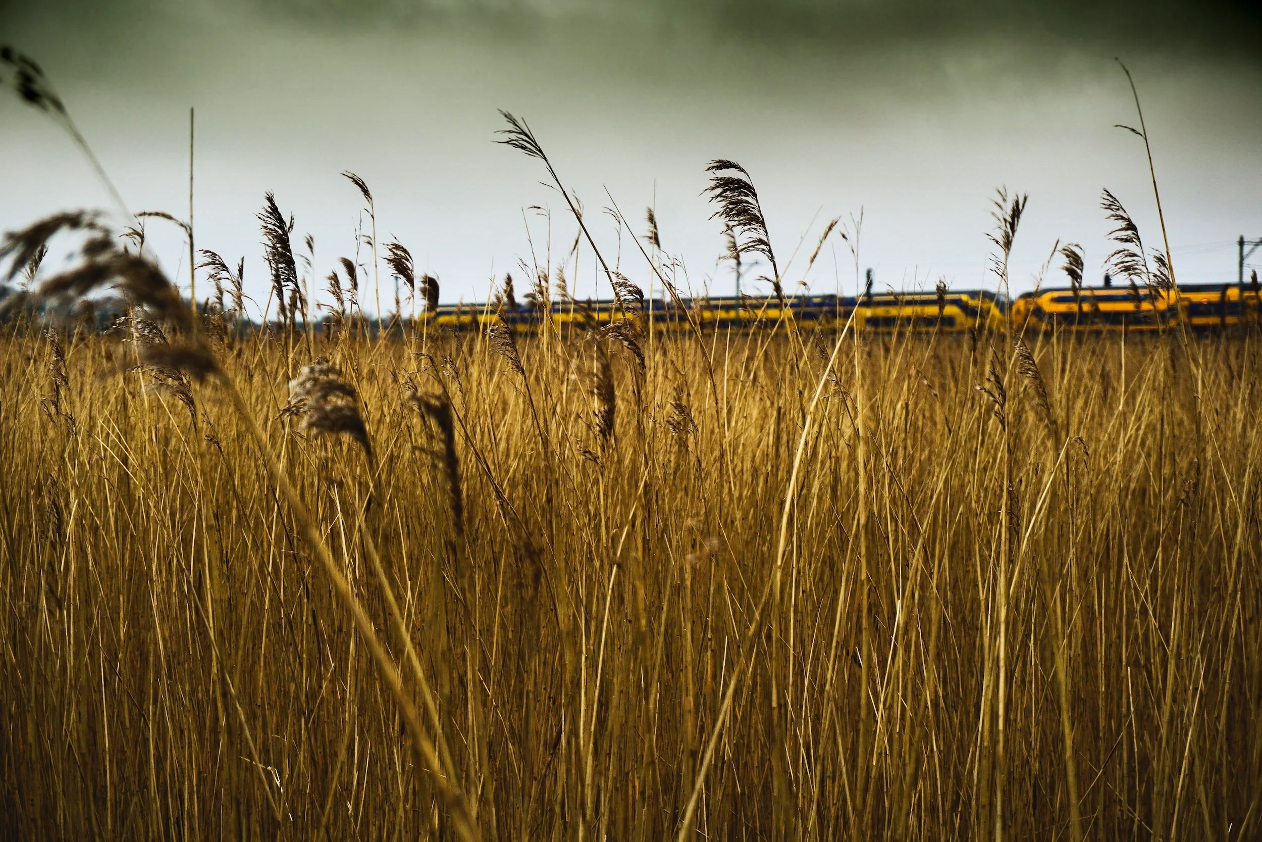 A yellow train can be seen through a field of grain.
