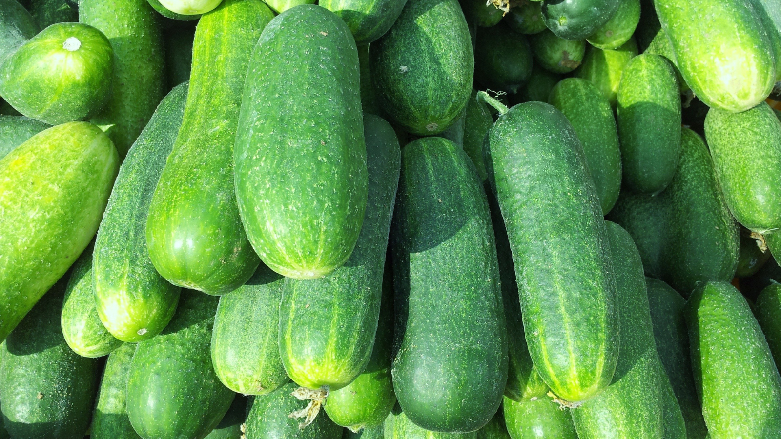 a stack of fresh cucumbers.