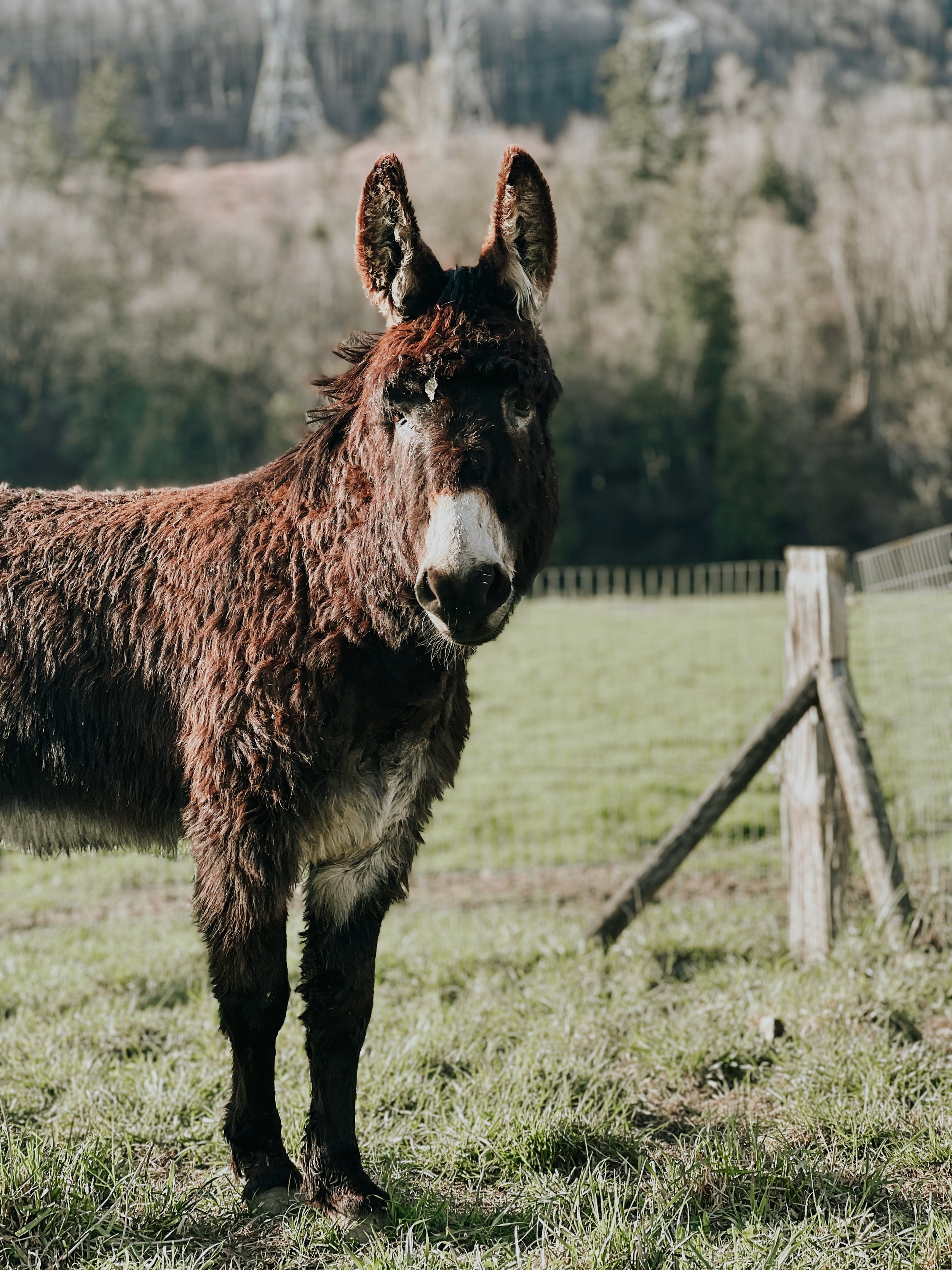   Meet Gus! Our guardian donkey. He came to us very shy and standoffish but now loves pets and treats from our family and customers. He really does not like our pigs though!  