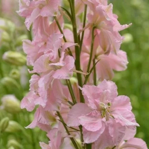 Larkspur Limelight Light Pink Seeds Buy Online for Stunning Blooms