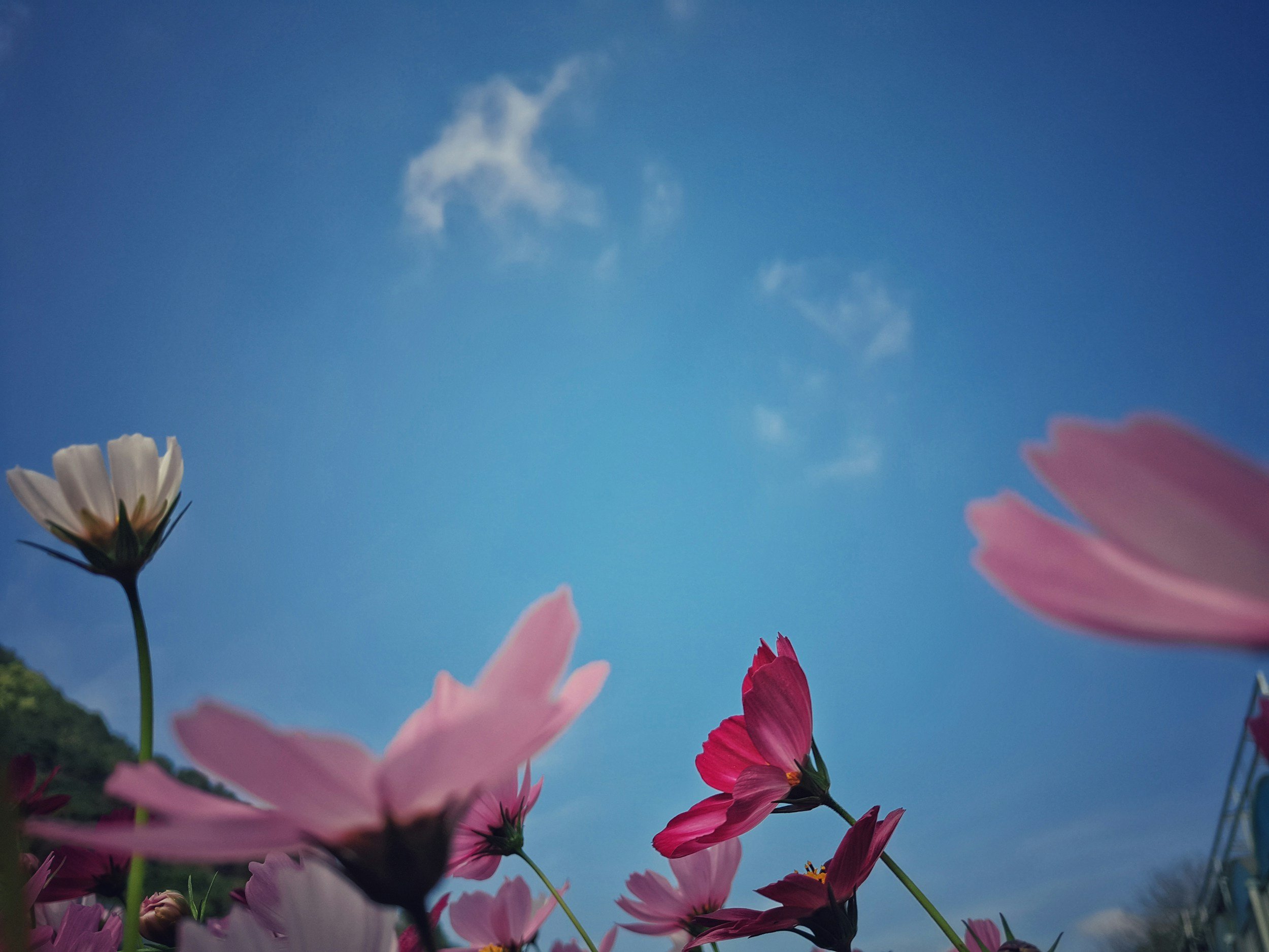 Vintage white bicycle decorated with colorful potted flowers including pink, yellow, and white blooms, parked in a lush garden with leafy green plants and outdoor furniture.