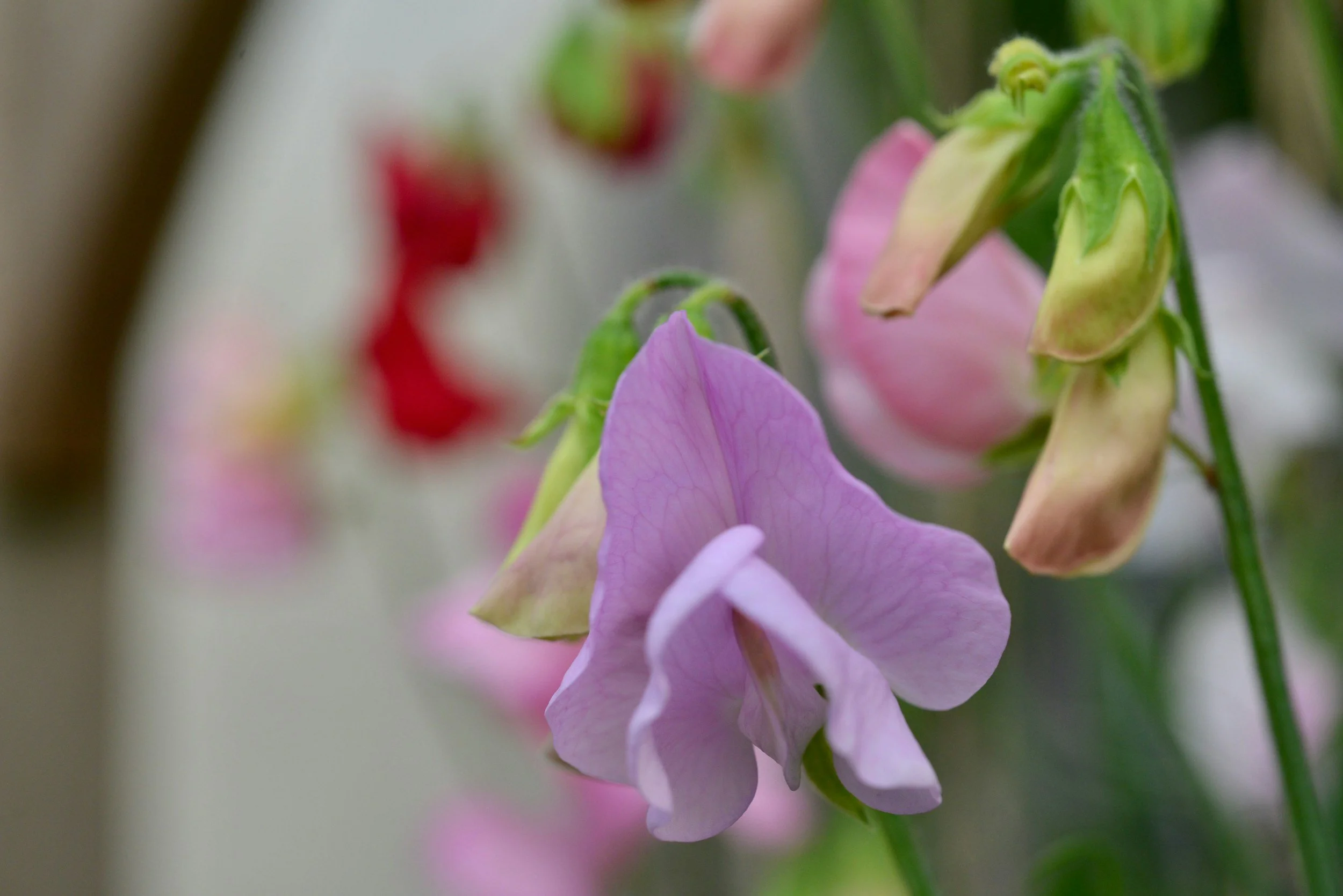 Colorful sweet pea flowers in shades of white, pink, purple, and red growing on green vines.