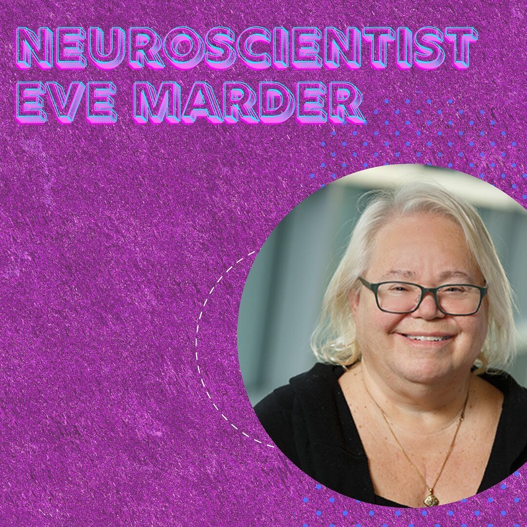 A lobster&rsquo;s stomach and the brain have more in common than you think&hellip;. 
Sources:  https://mitpress.mit.edu/books/lessons-lobster
https://www.cell.com/current-biology/pdf/S0960-9822(18)31269-7.pdf 
#neurocinema #neuroscience #podcasts #ne