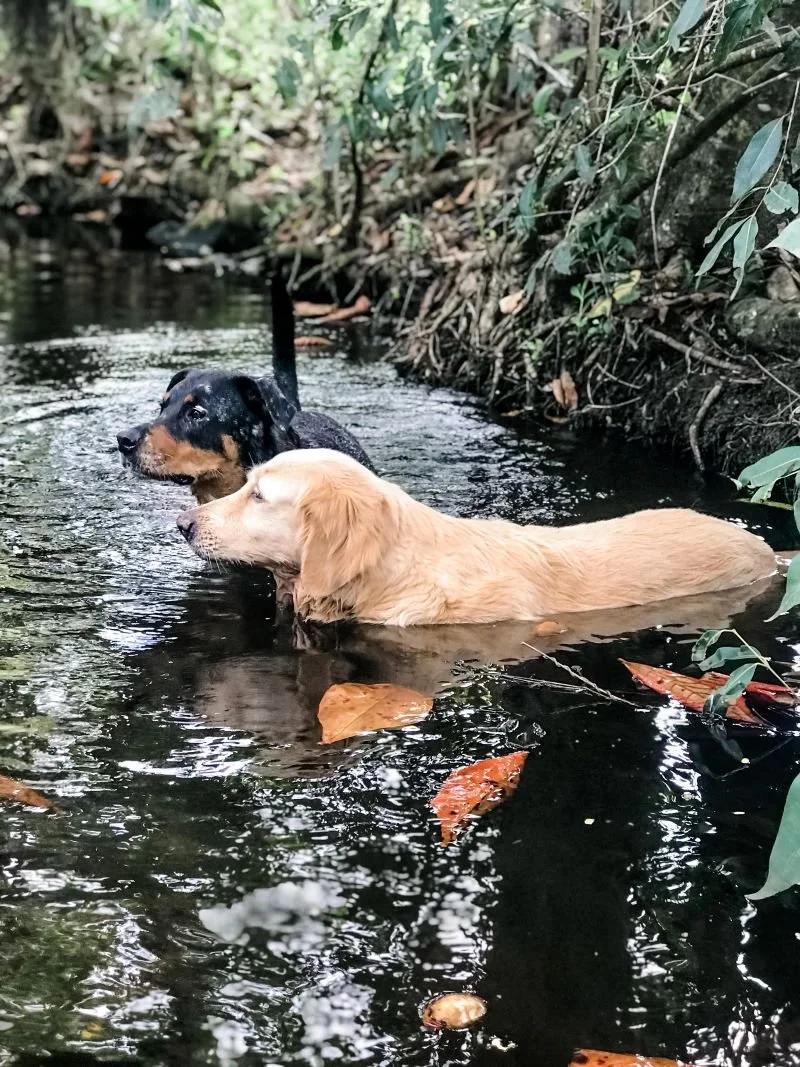 Perros nadando.jpg