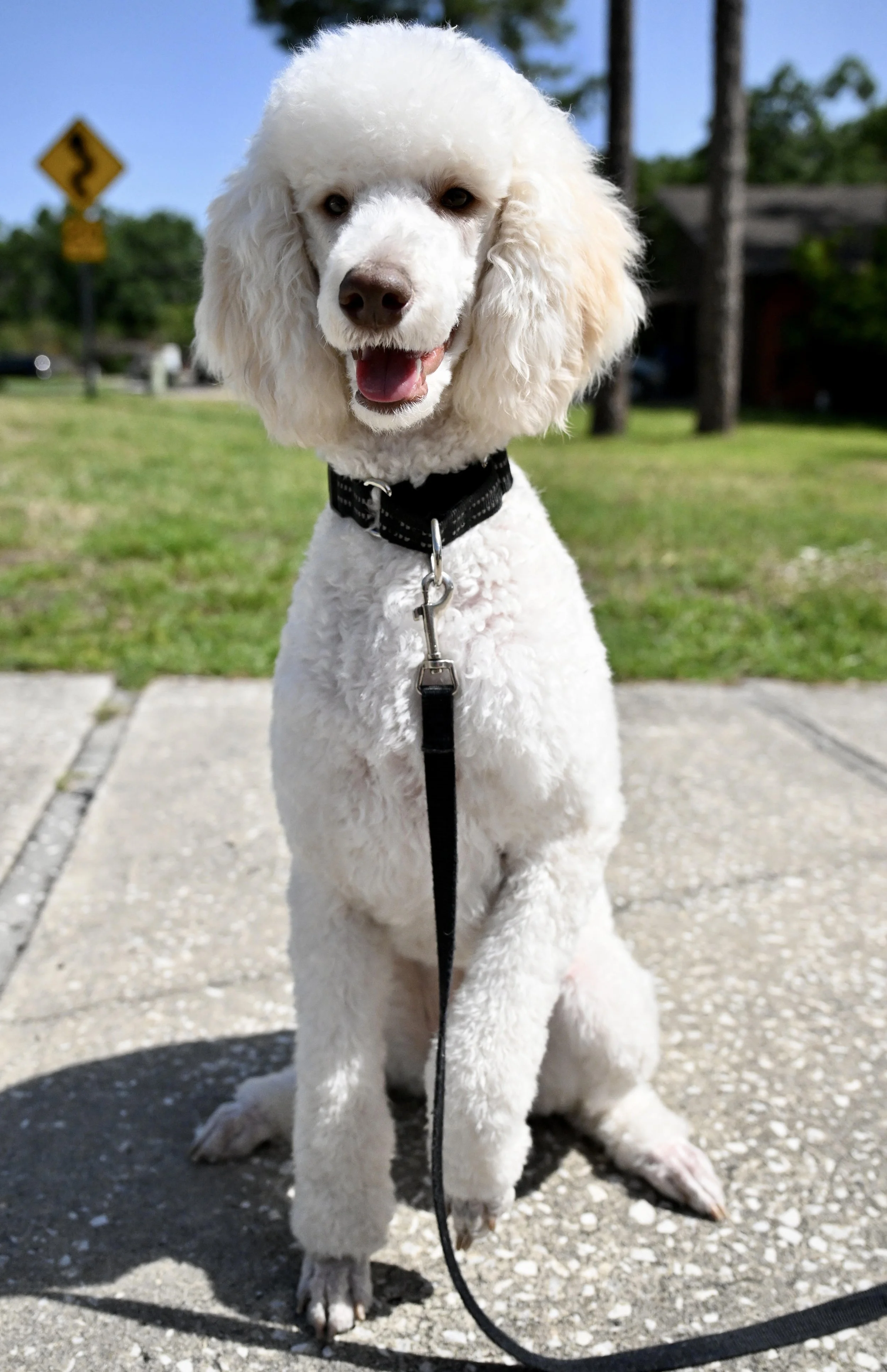 Charlotte, a white Standard Poodle, standing on the grass.