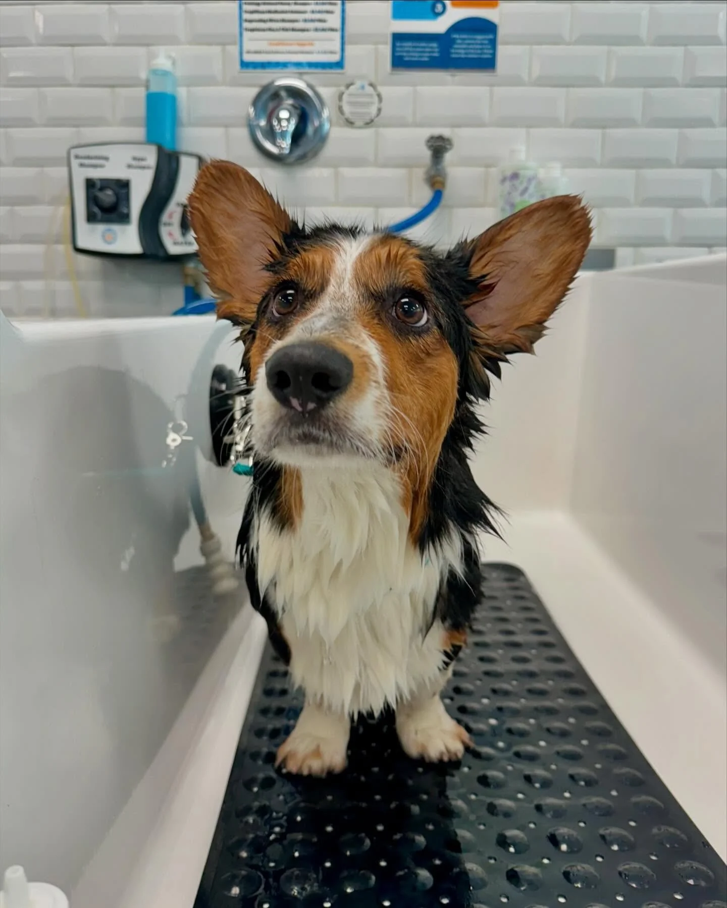 Clark, a tricolor Cardigan Welsh Corgi with big ears, standing in one of our wash tubs.