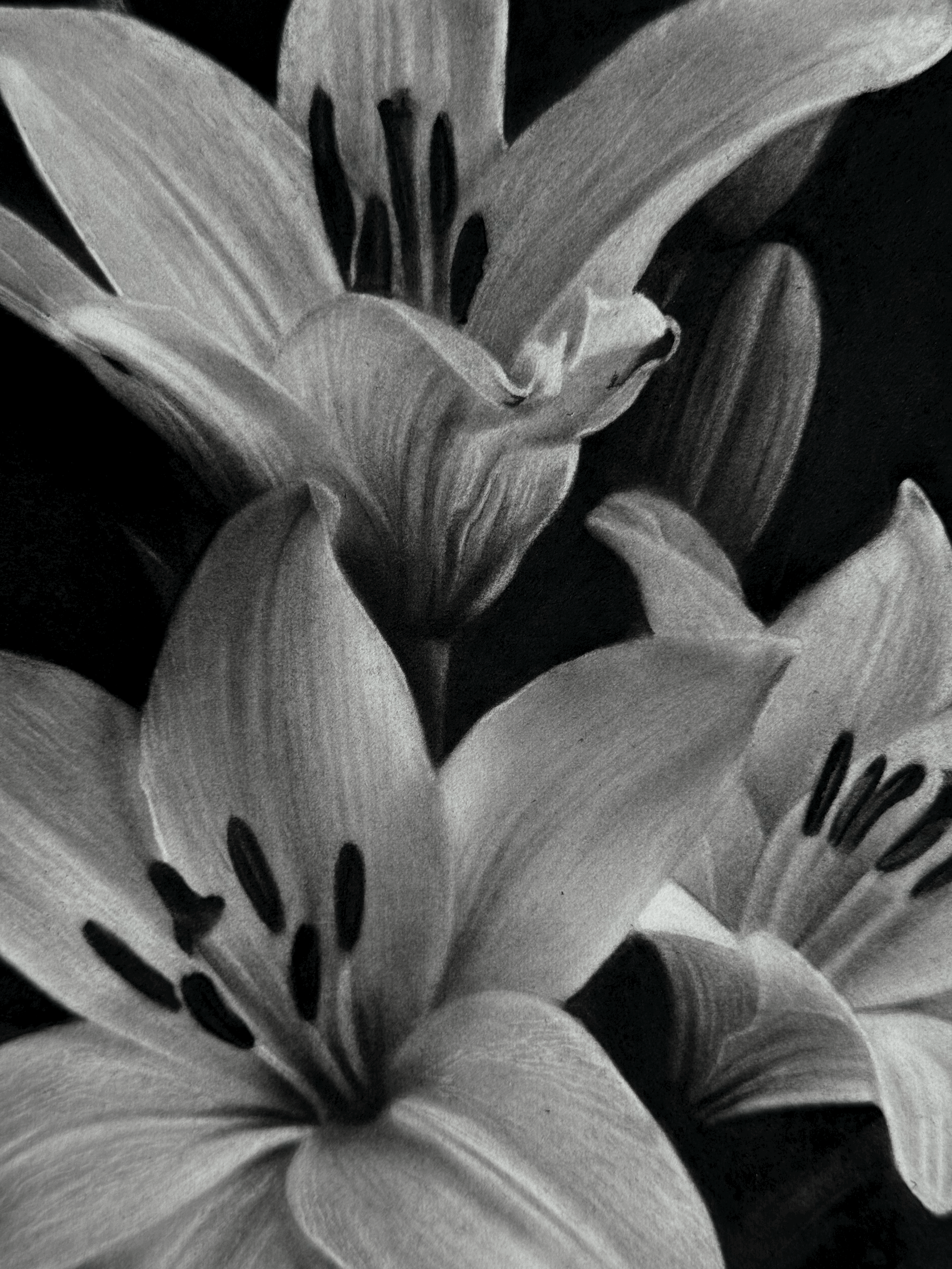 tempImageIlWRx0.gif (Copy)