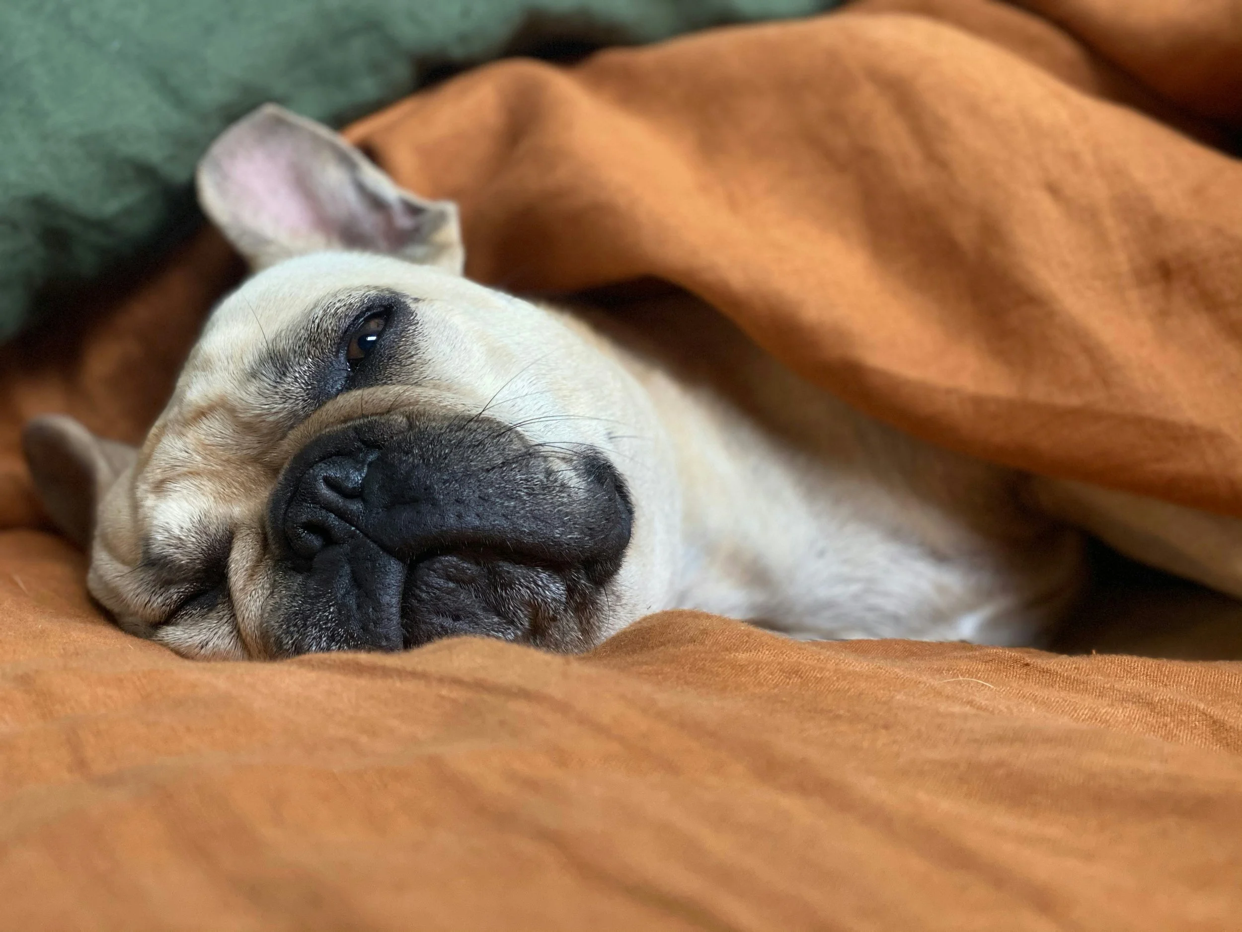 The Best Rest