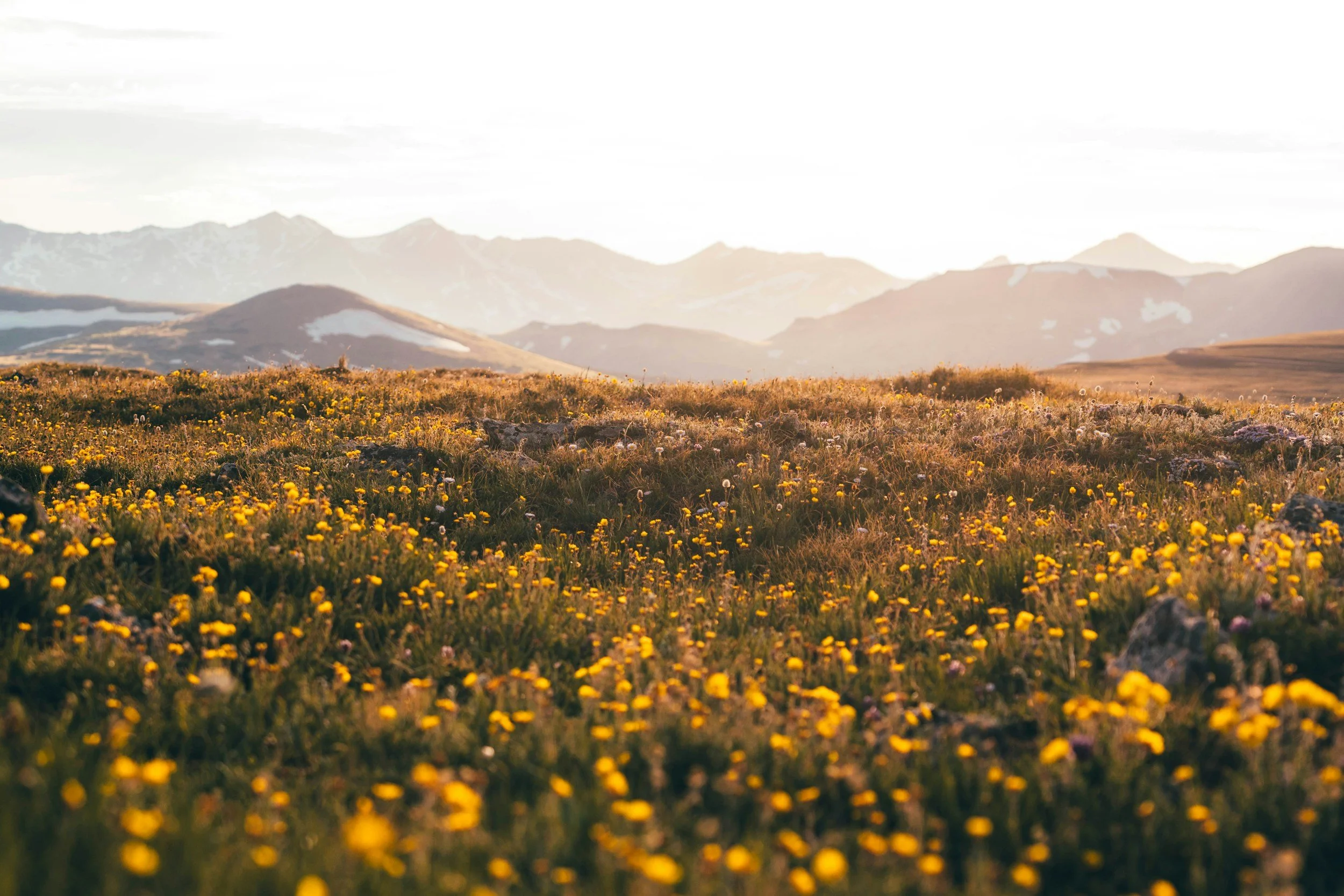 Sunlit mountain landscape with grassy meadow filled with yellow wildflowers in the foreground and snow-capped mountains in the distance.