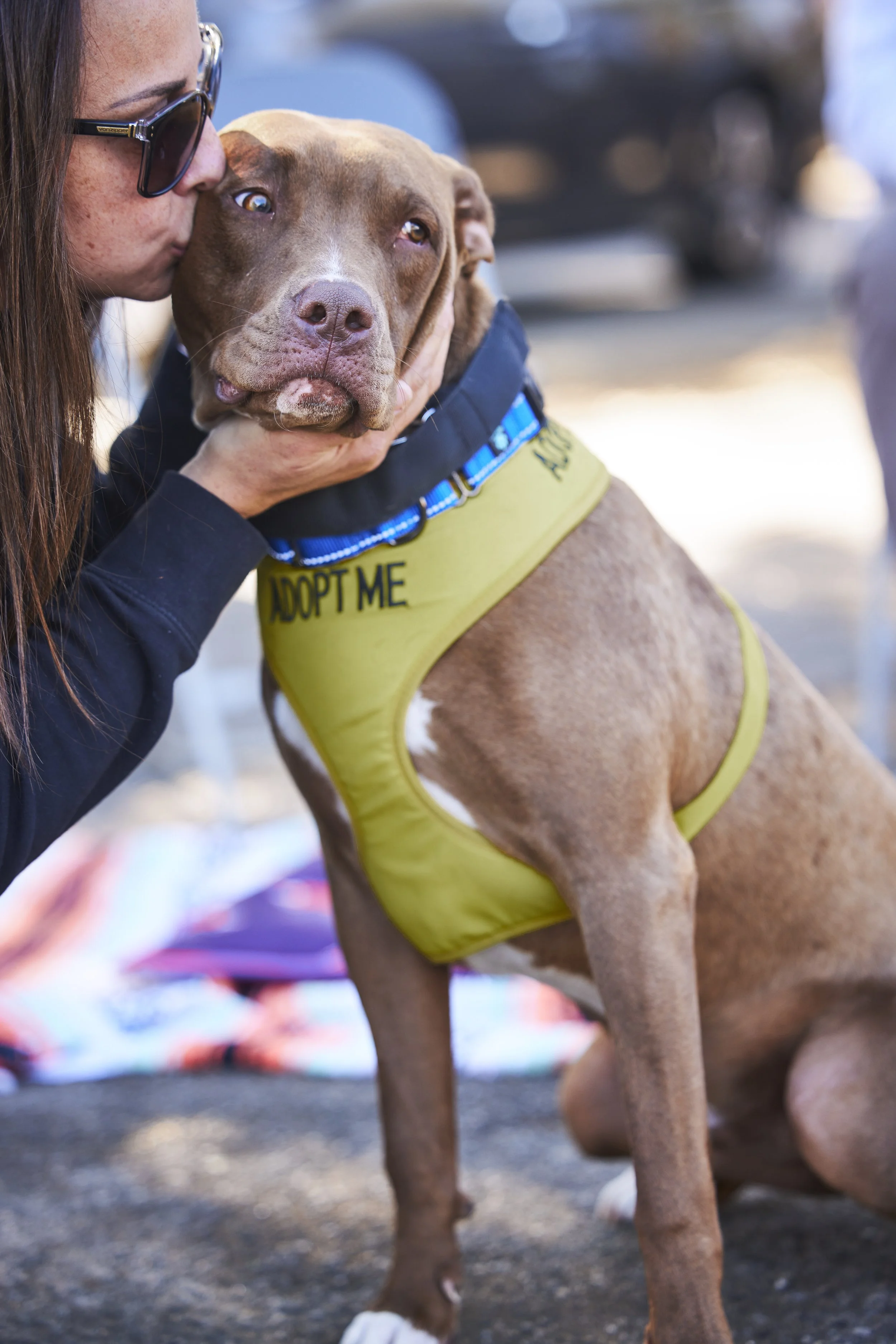 Proposed LA Budget Ignores Animal Welfare System at Its Breaking Point