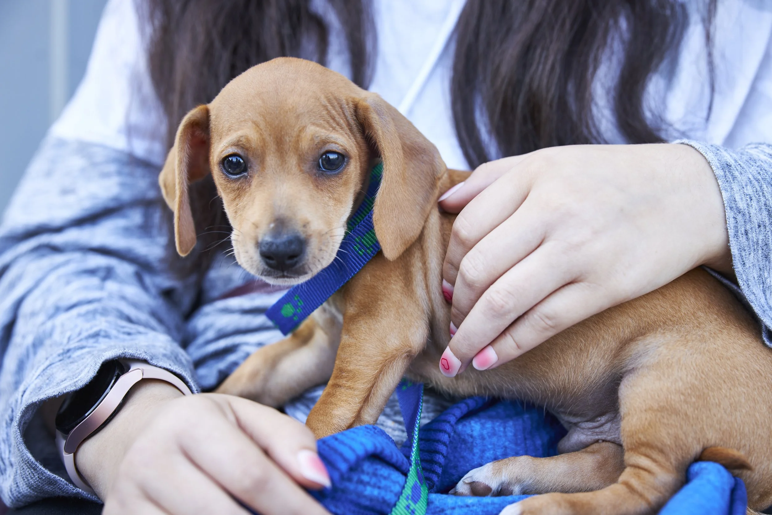 LA City Budget Includes Critical Spay/Neuter Funding to Help Address Shelter Overcrowding