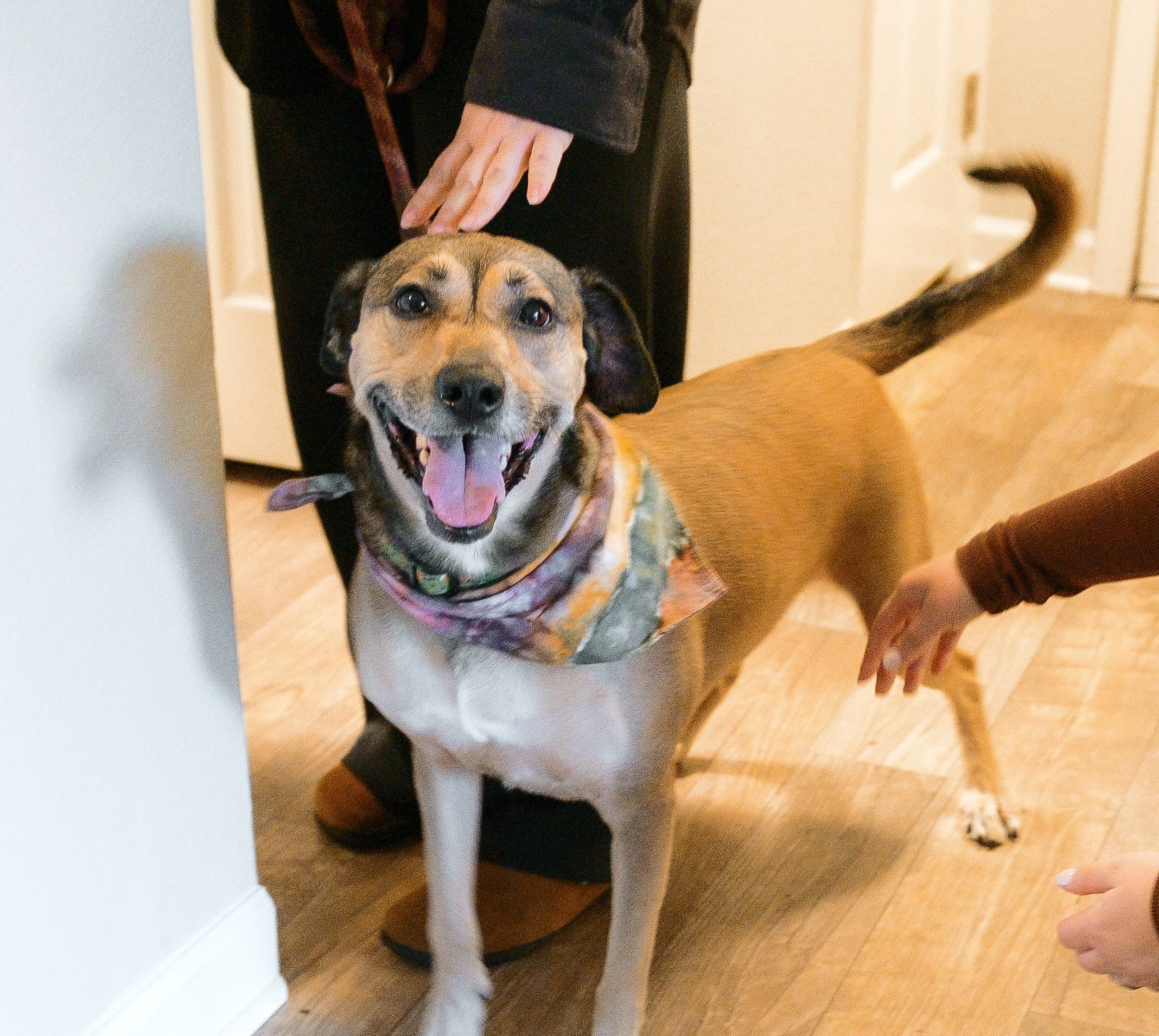Pet Policy Transparency Act Passes California State Assembly