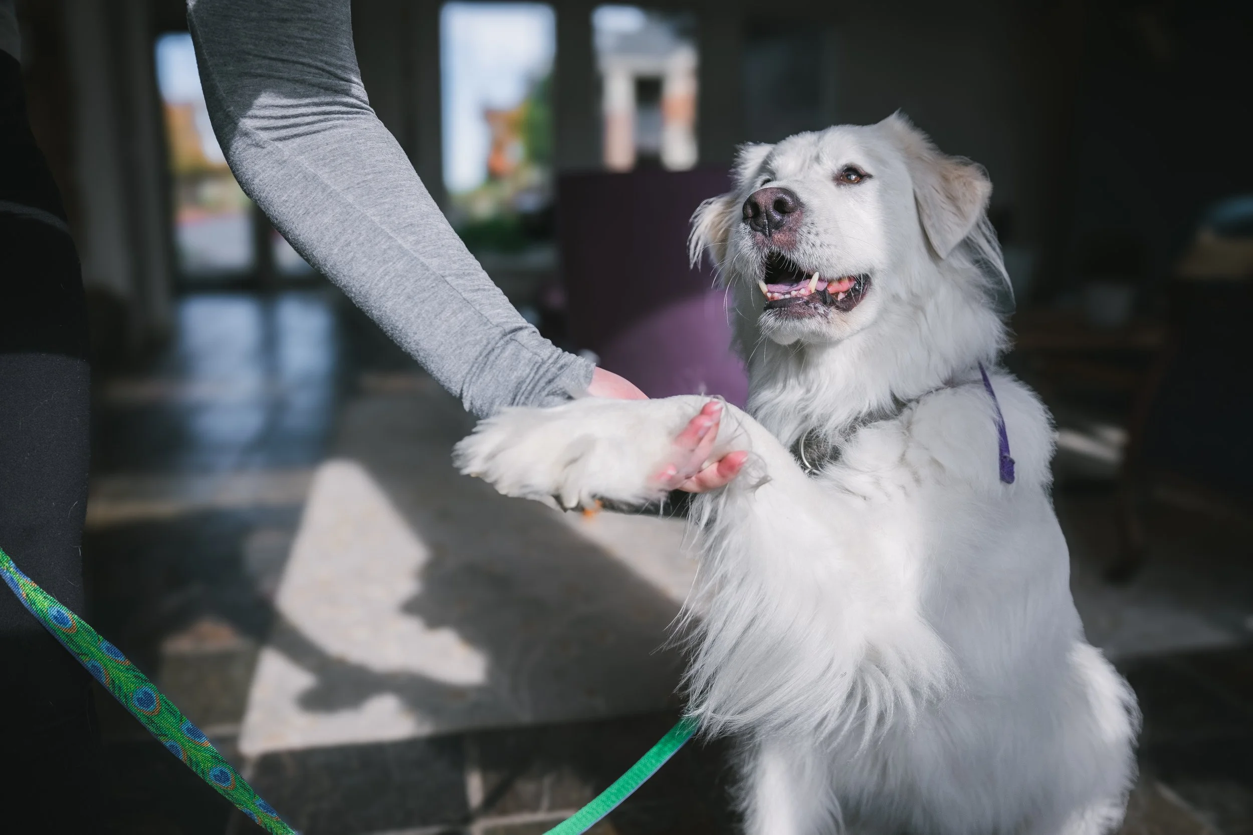 California Legislature Passes Historic Pet Policy Transparency Act, Sending SB 1296 to Governor Newsom