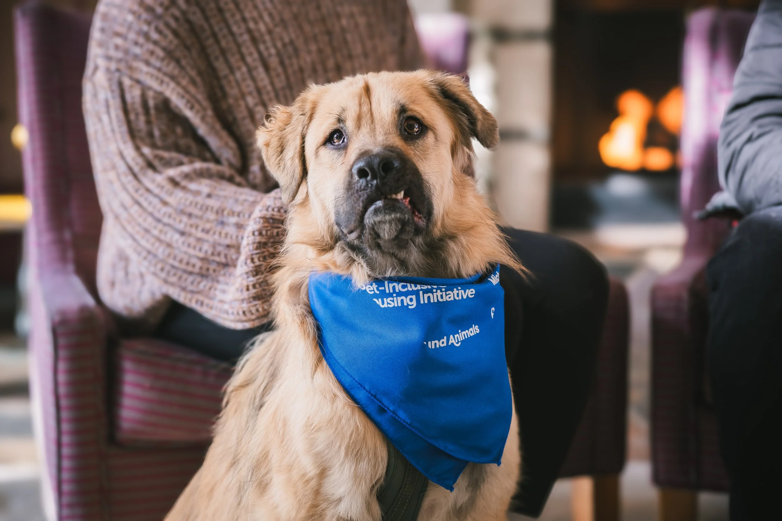 New California Research Shows Pet Policy Information Gaps Cost Renters and Housing Providers Time and Money