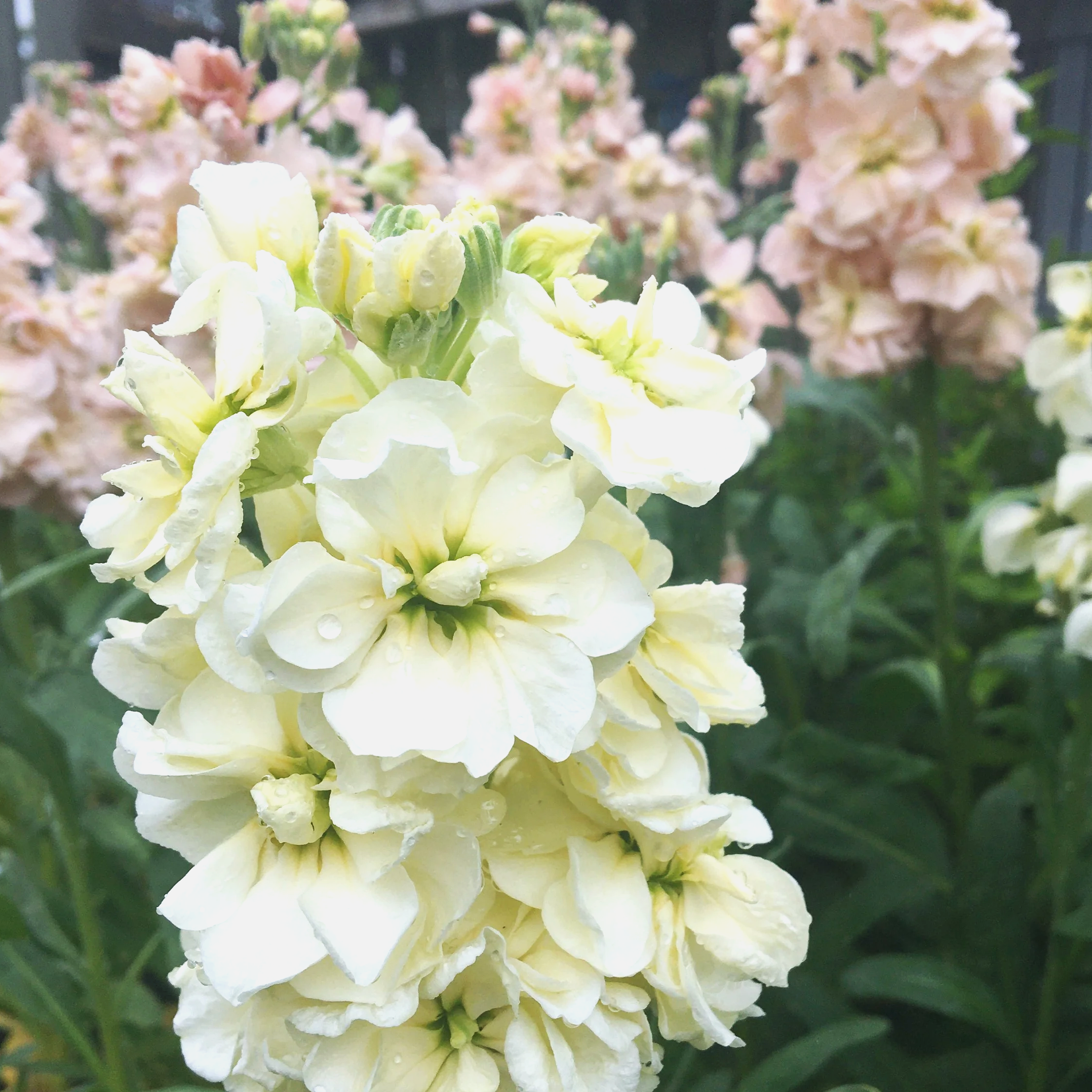 Yellow%2Bstock%2Bflower_urban%2Bgarden.png