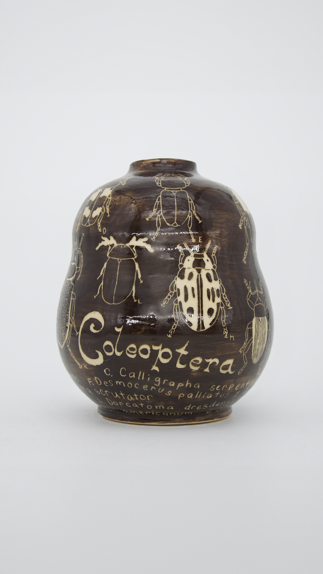 An Archival Study on Beetles