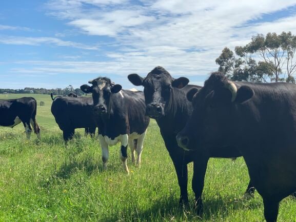 Animal health webinar