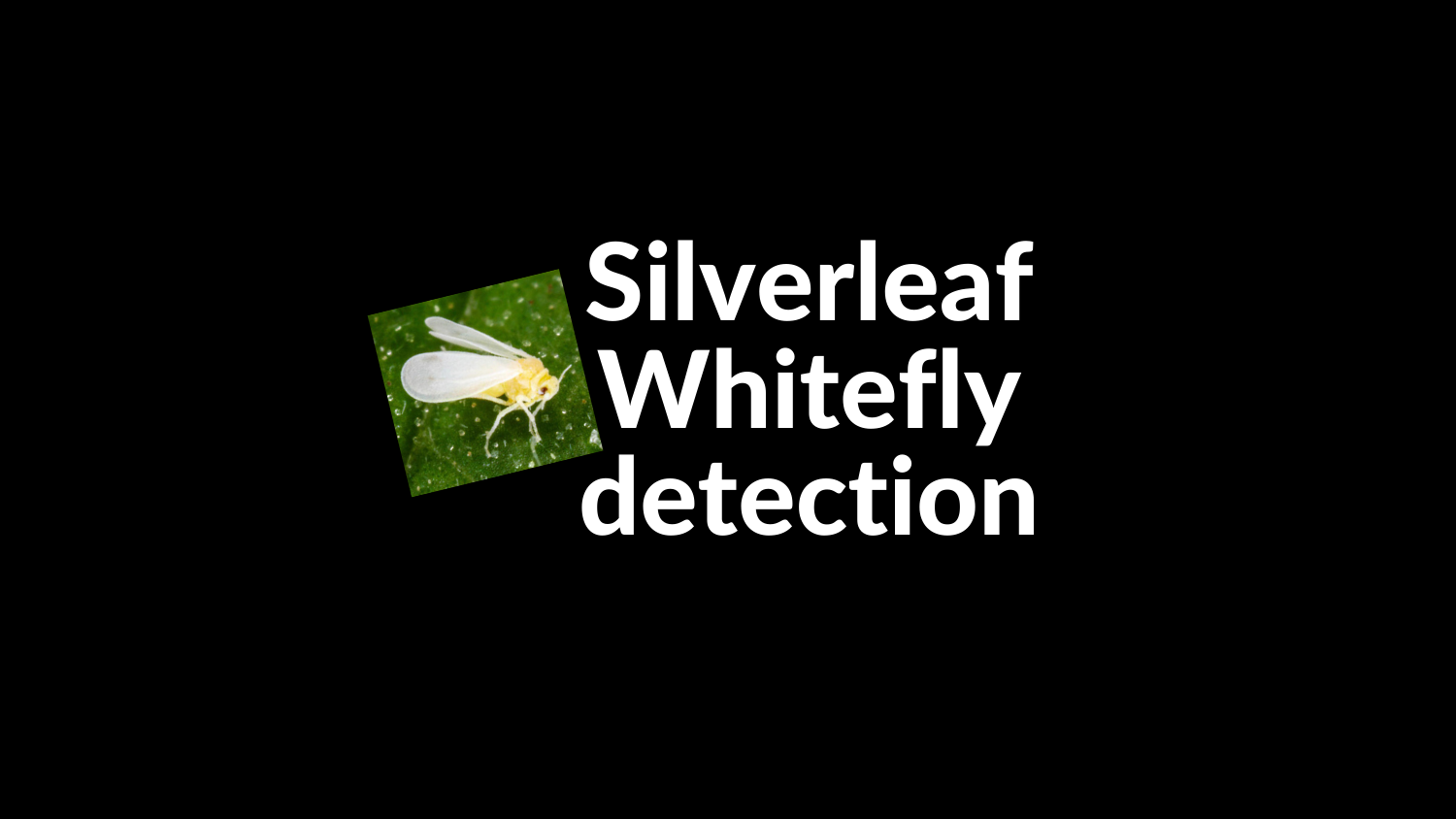 Silverleaf Whitefly detected in East Gippsland