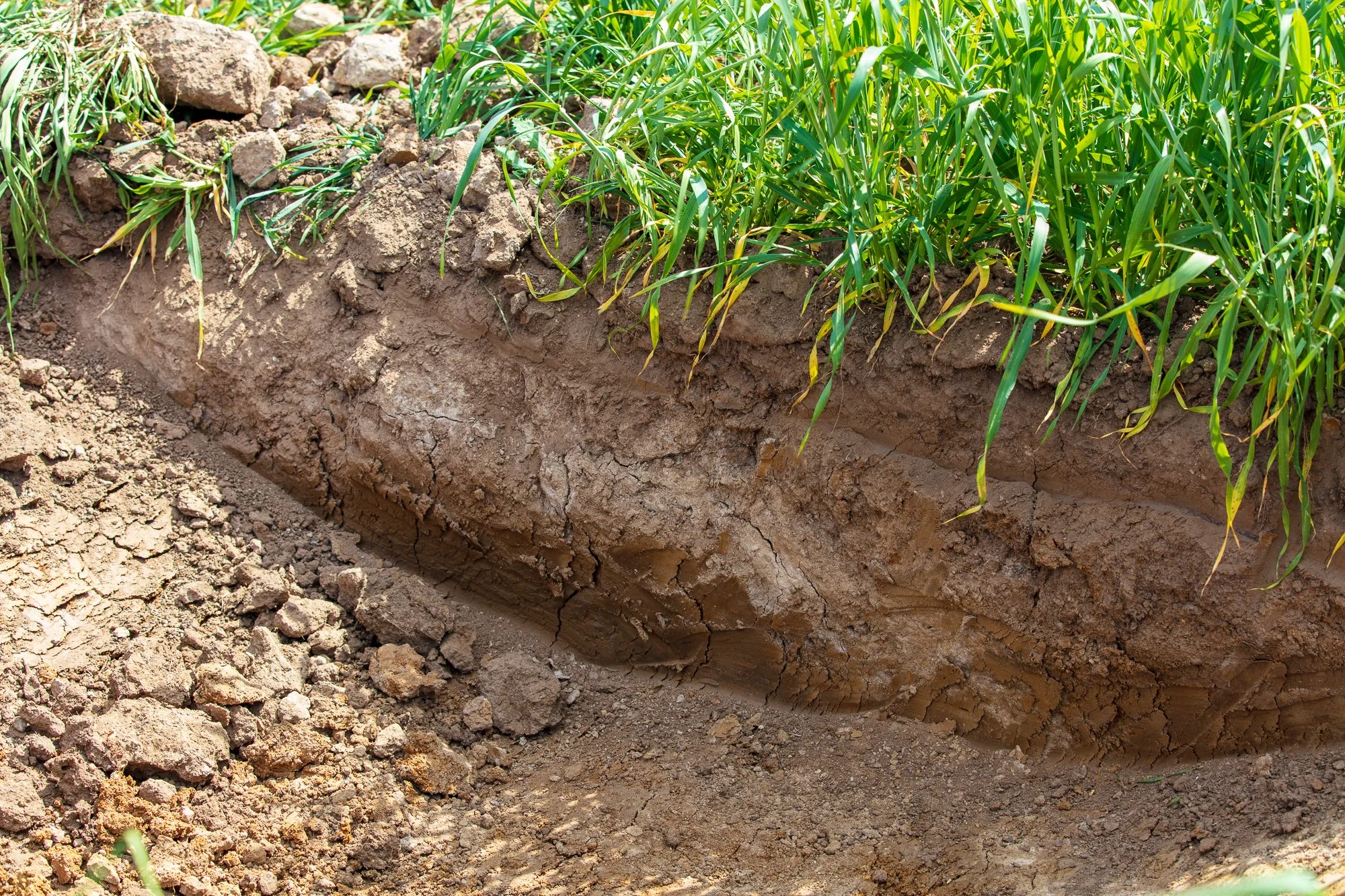 2. Growing-More-Topsoil-Project.jpg