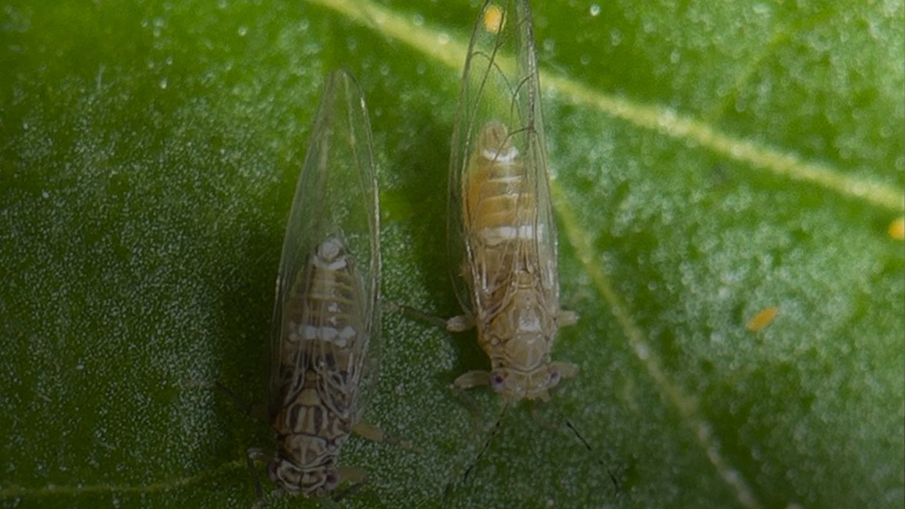 Gippsland Horticulture Update: TPP Market Access Changes