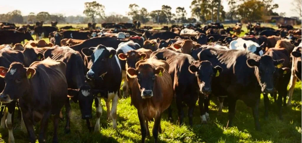 Dairy+Cattel.jpg