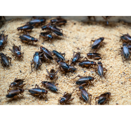 The Edibility of Insects — Food and Fibre Gippsland