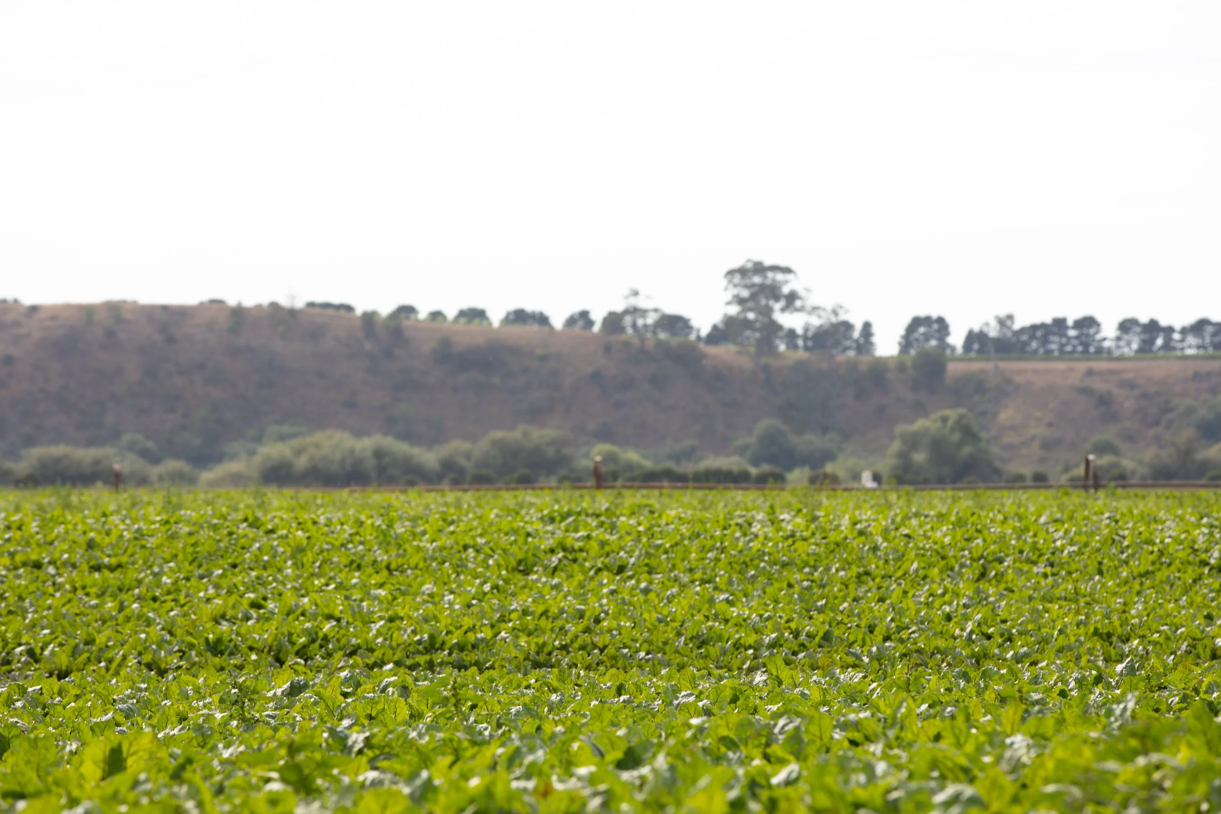 US Grower Visit_16 02 23_4.jpg