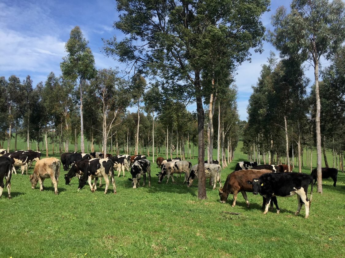 Farm Forestry Grants