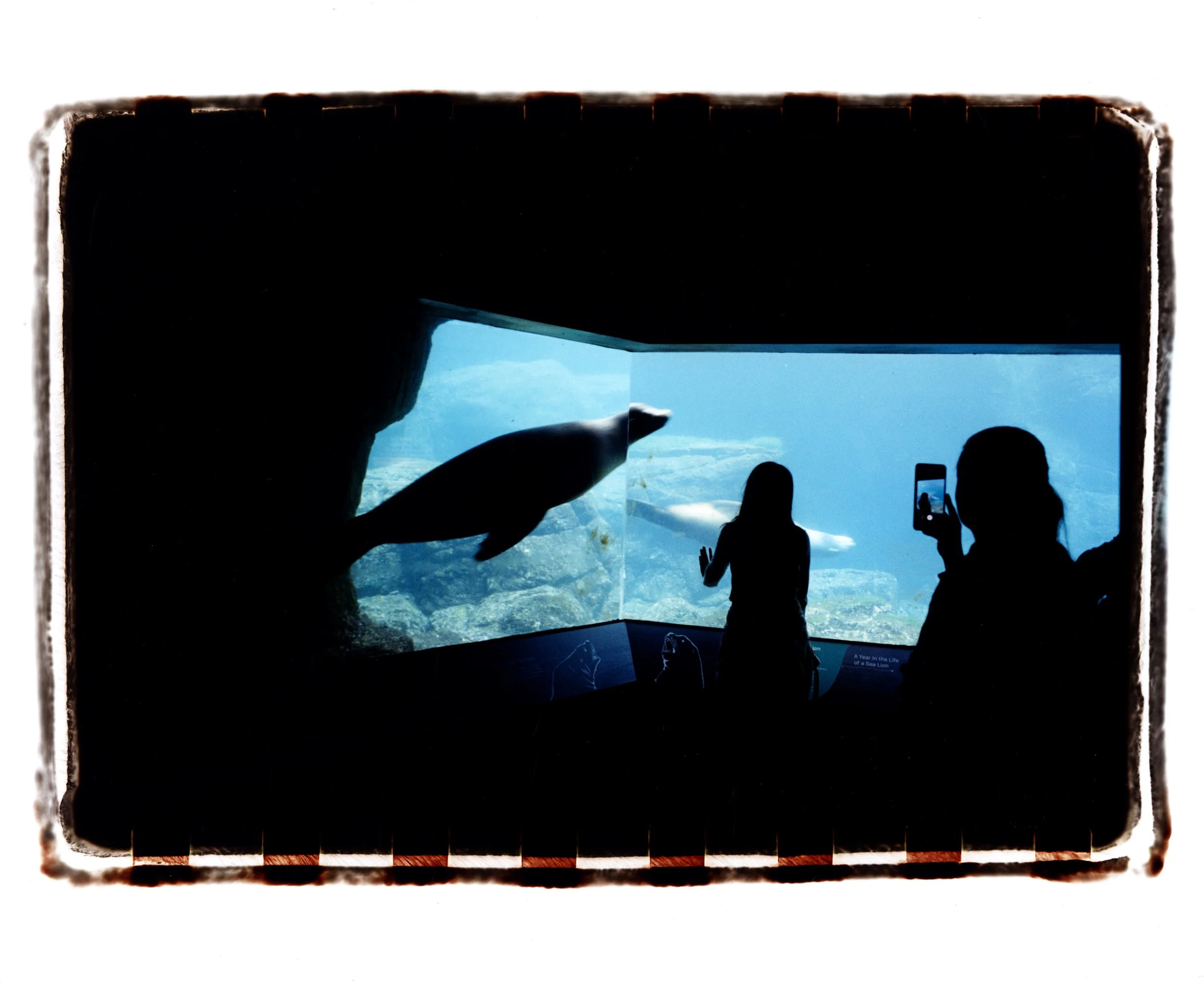 Girl and Seal.jpg