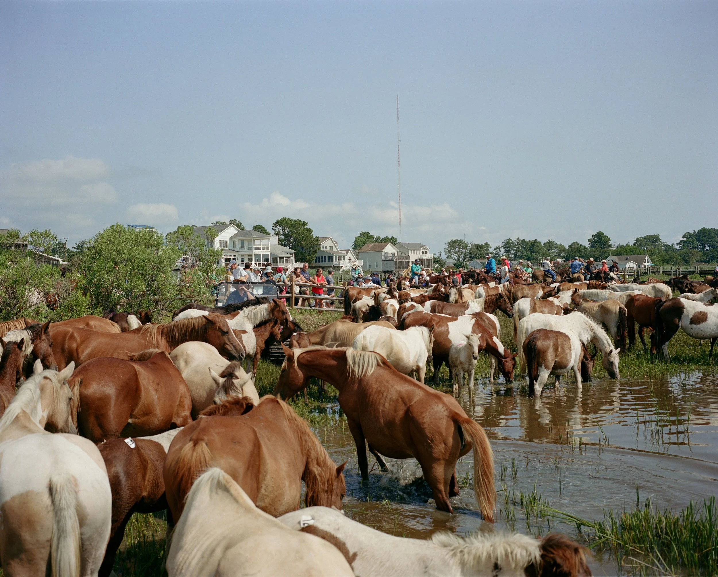 The Ponies Resting After Their Swim
