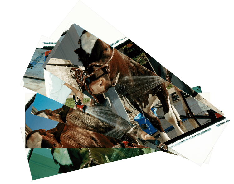 Cow washing strips