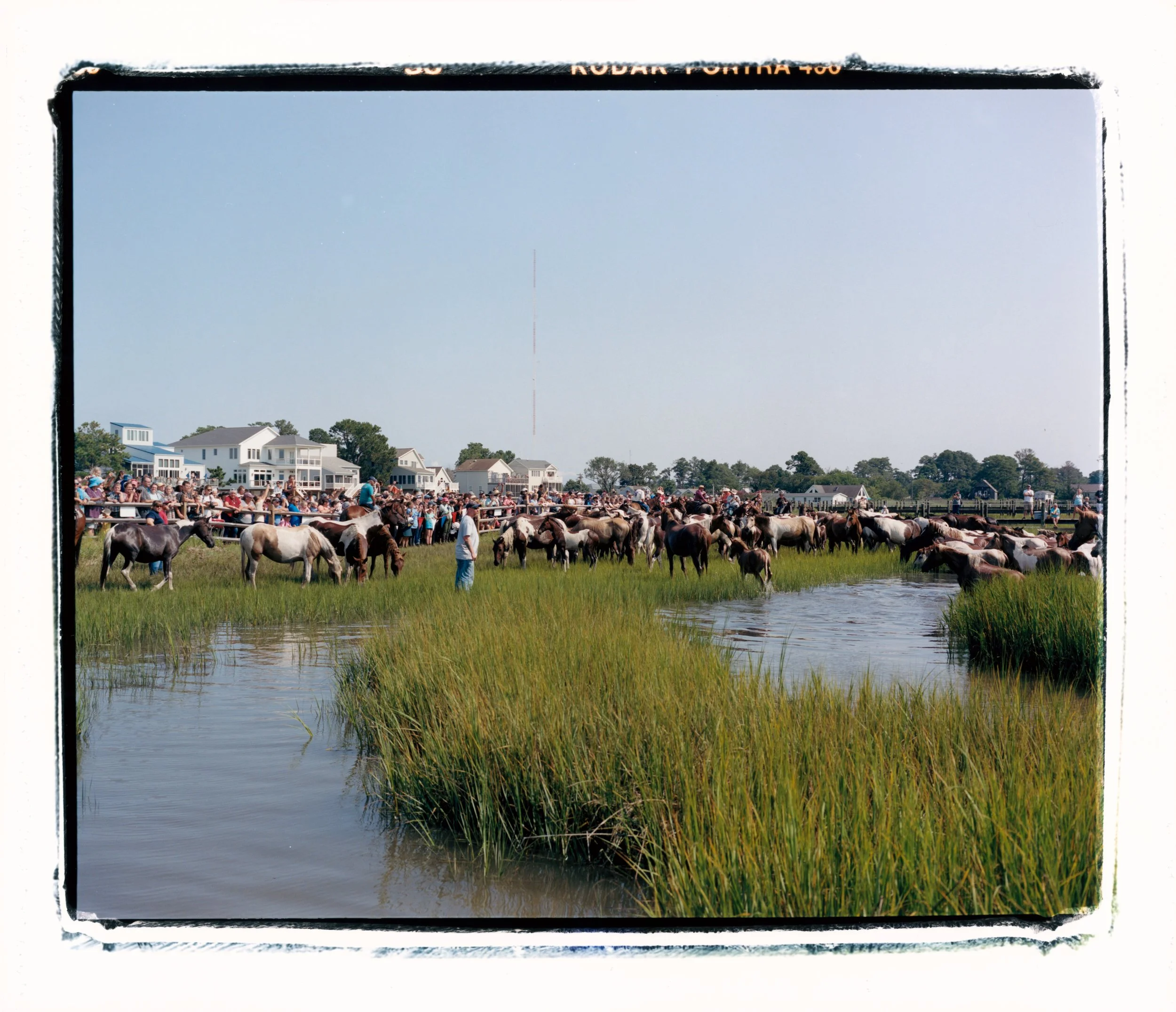 Ponies Resting In The Marsh.jpg