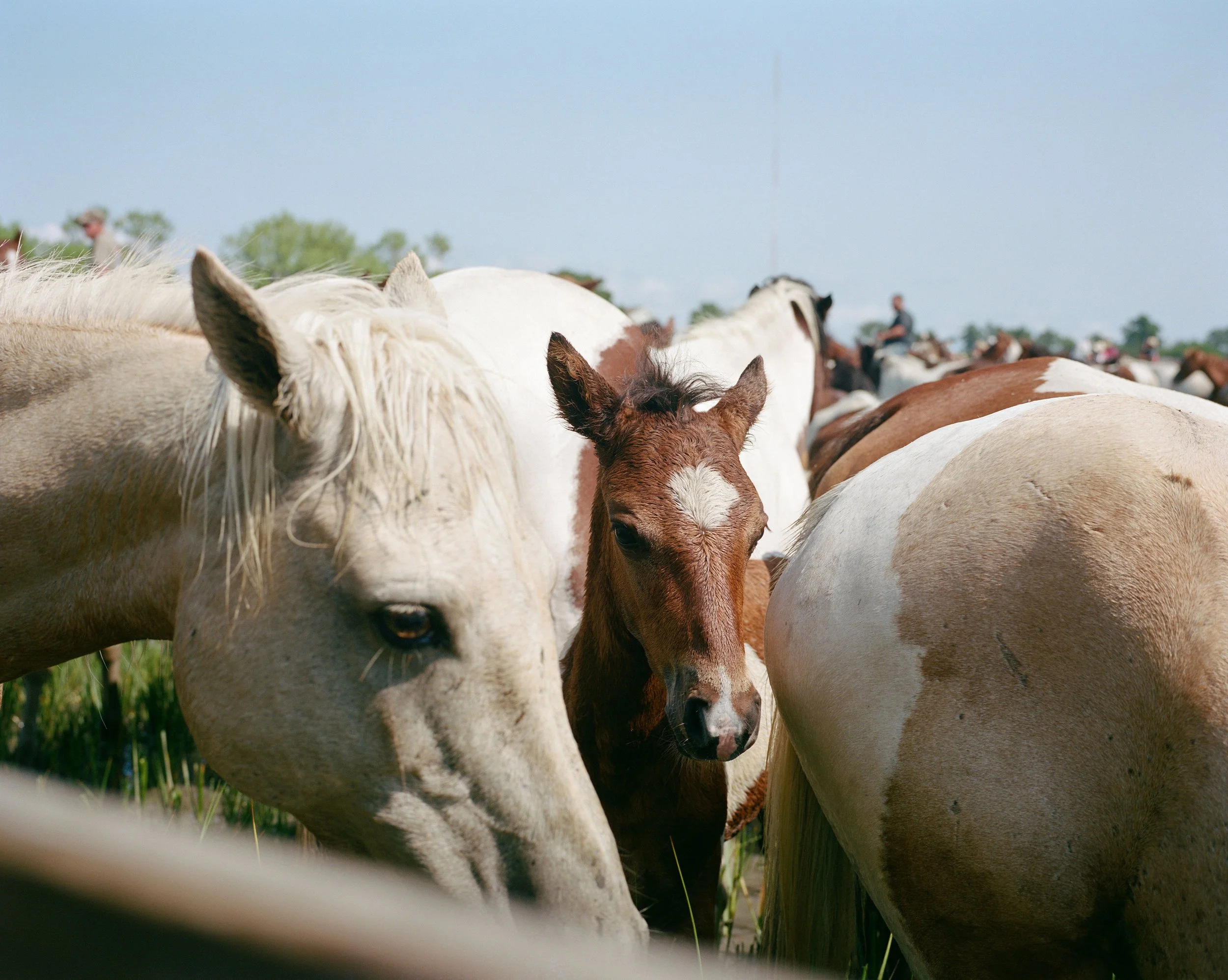 Wild Ponies