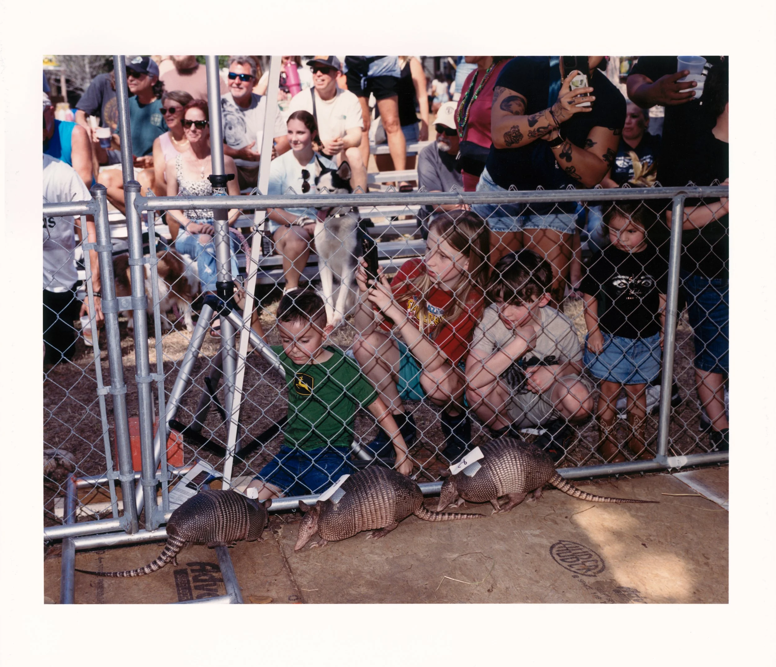 The Armadillo Race.jpg