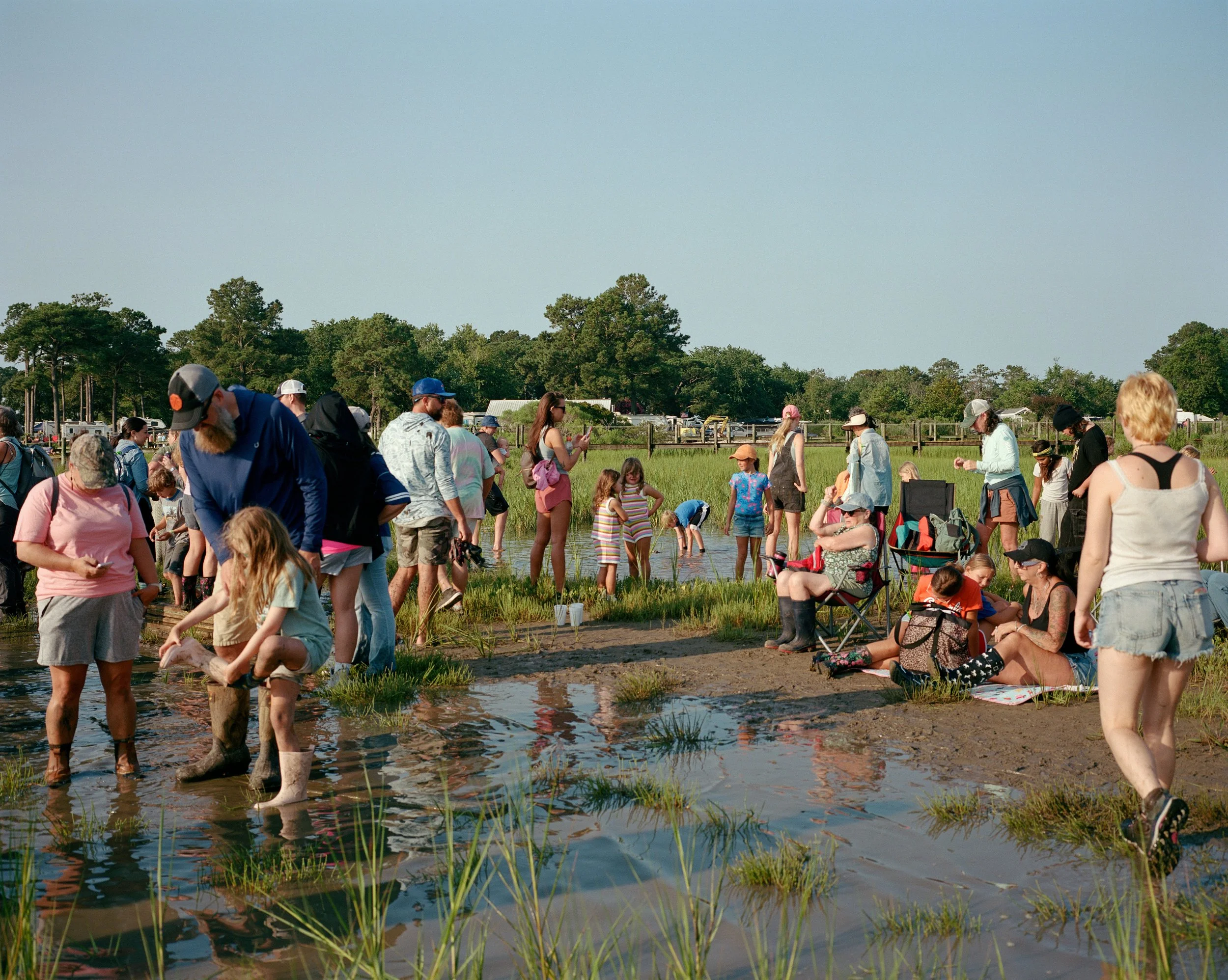 Pony Swim Crowd In The Marsh